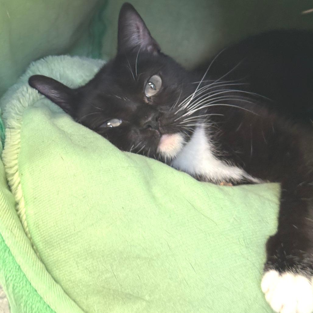 Enlarge Willow, a Adoptable Domestic Short Hair in Morrisville, VT image 6/6