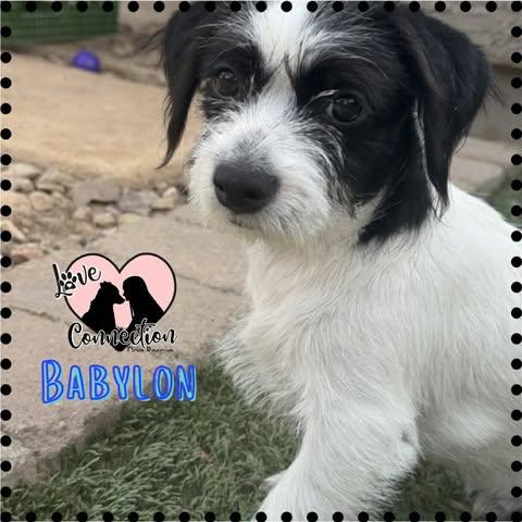 Babylon, adopted, Puppy Male Chihuahua.
