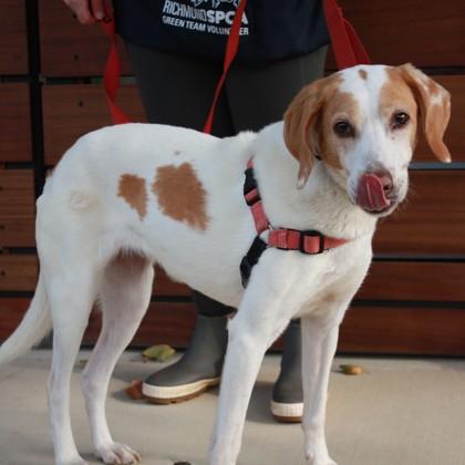 Edelgard, Adoptable, Senior Female Hound & Mixed Breed.