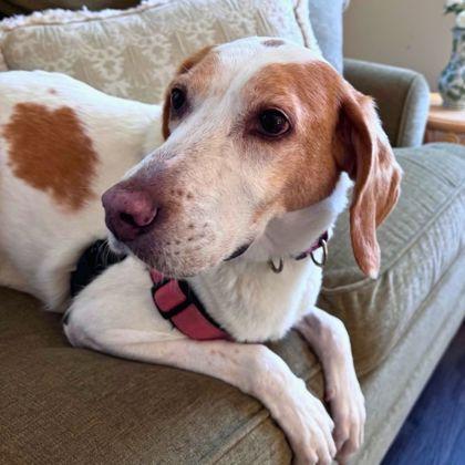 Enlarge Edelgard, a Adoptable mixed breed in Richmond, VA image 2/3