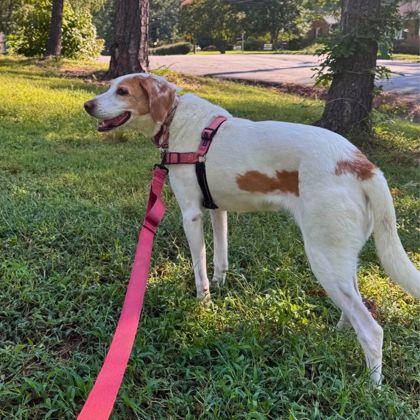 Enlarge Edelgard, a Adoptable mixed breed in Richmond, VA image 3/3