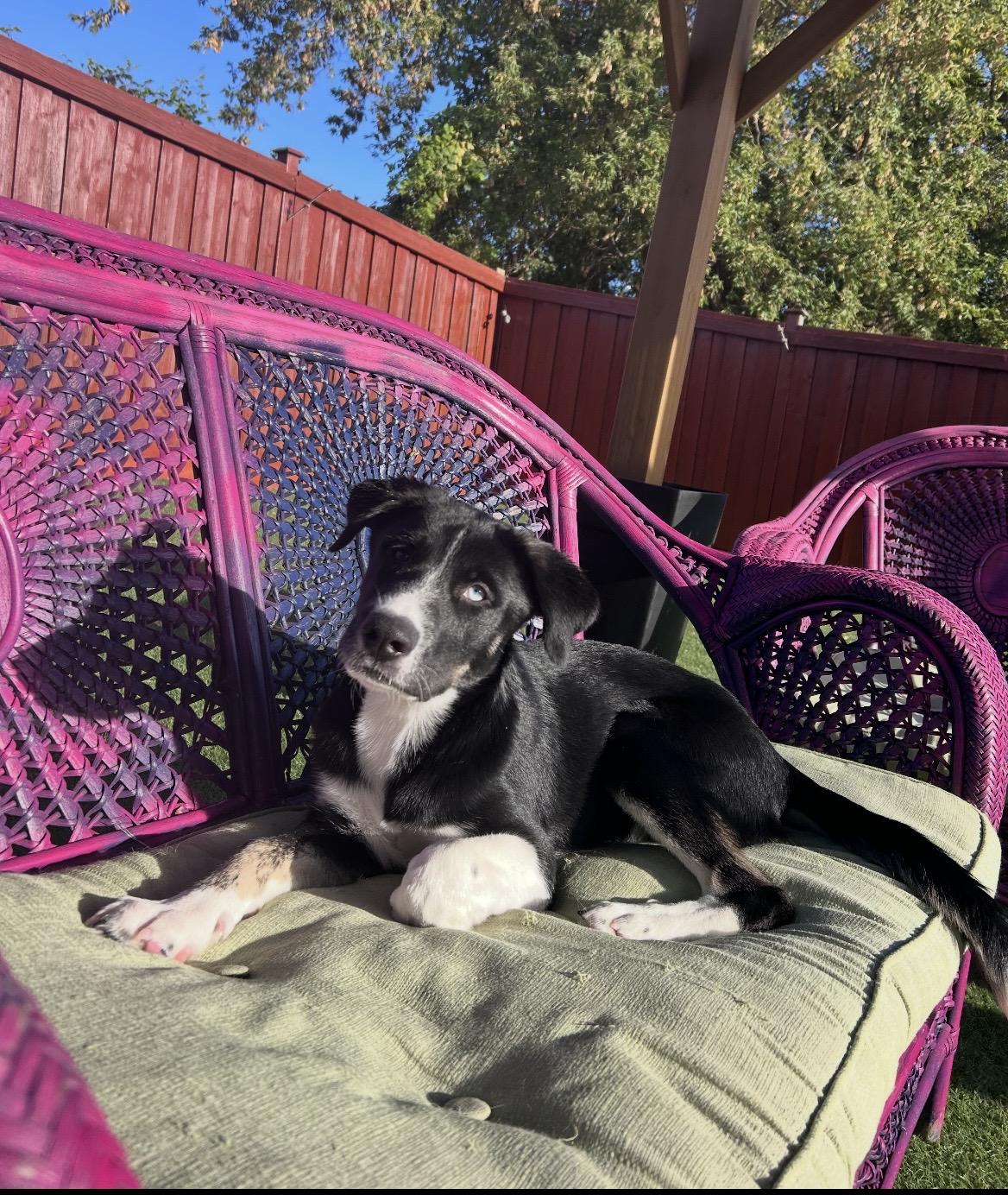 Enlarge Bella, a Adopted mixed breed in Ajax, ON image 2/3