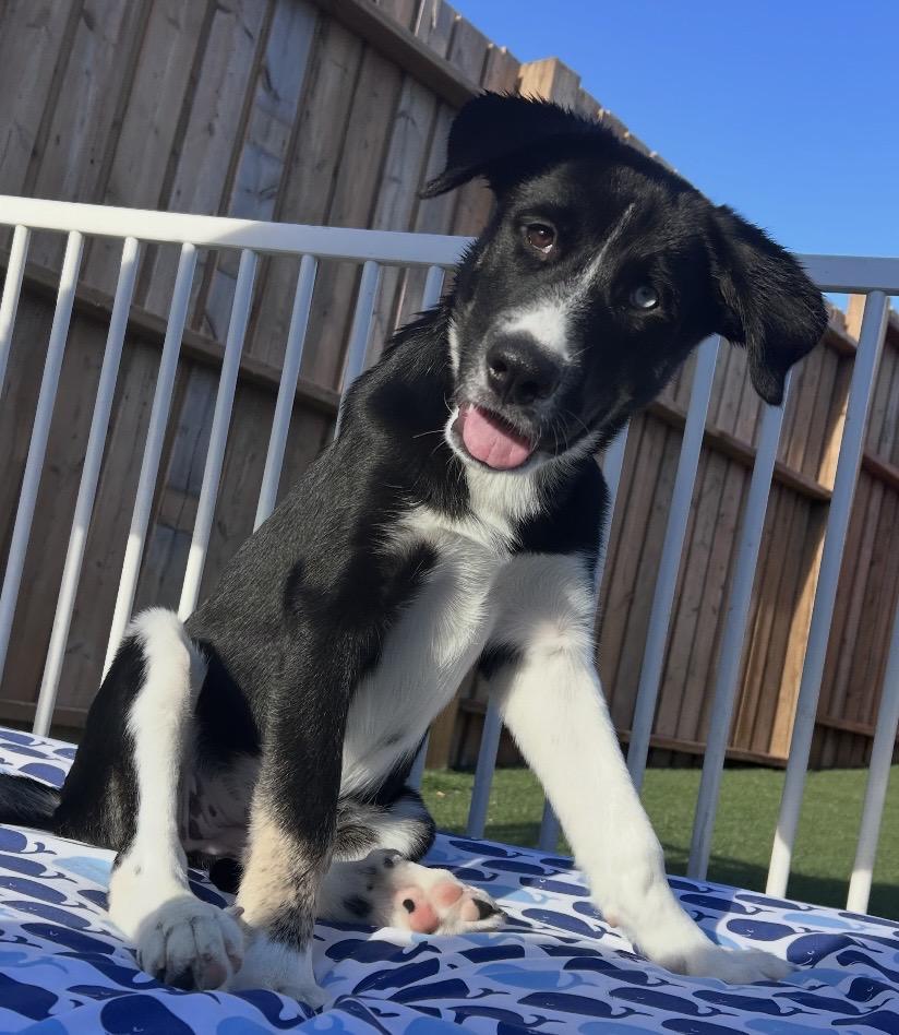 Enlarge Bella, a Adopted mixed breed in Ajax, ON image 1/3