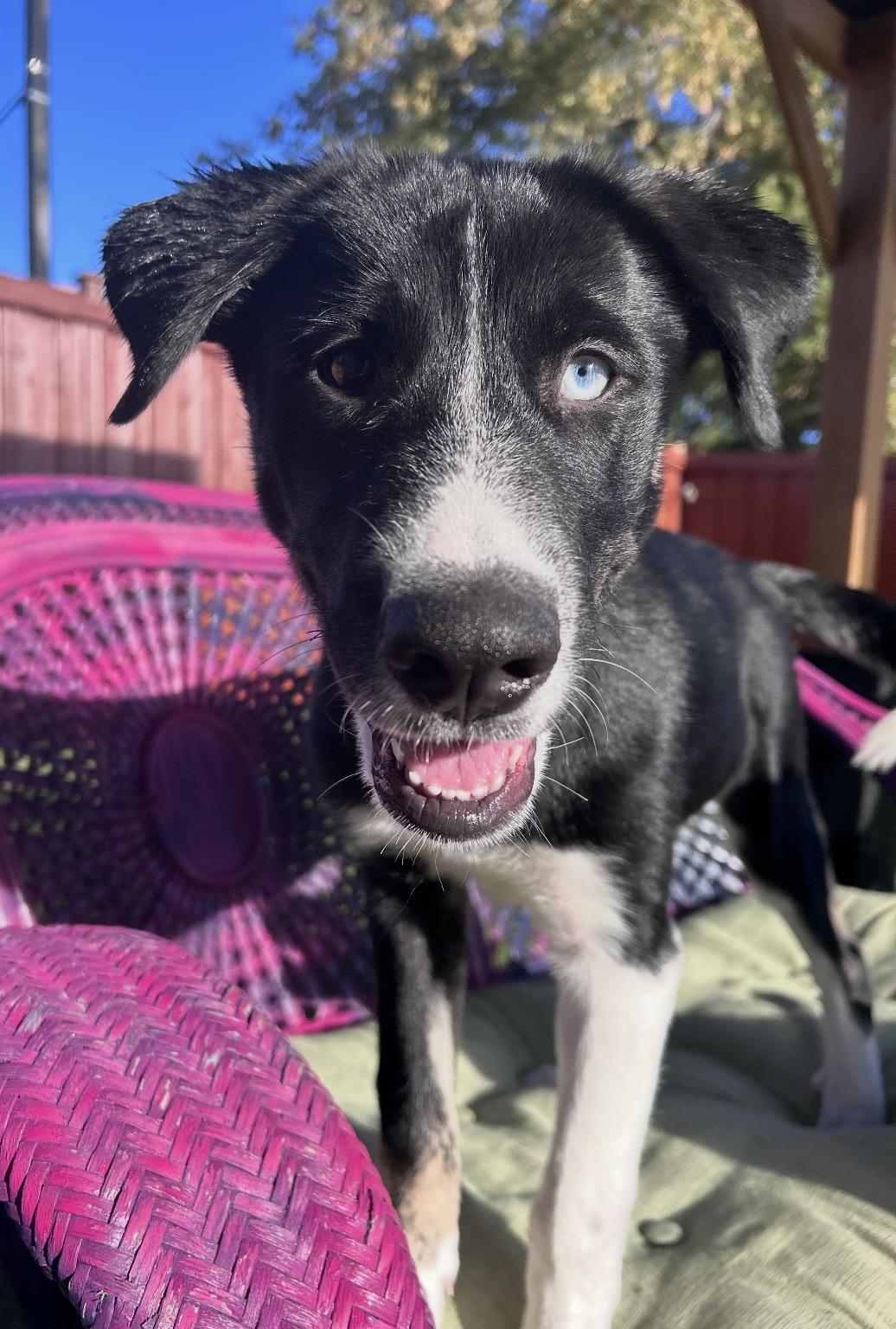 Enlarge Bella, a Adopted mixed breed in Ajax, ON image 3/3