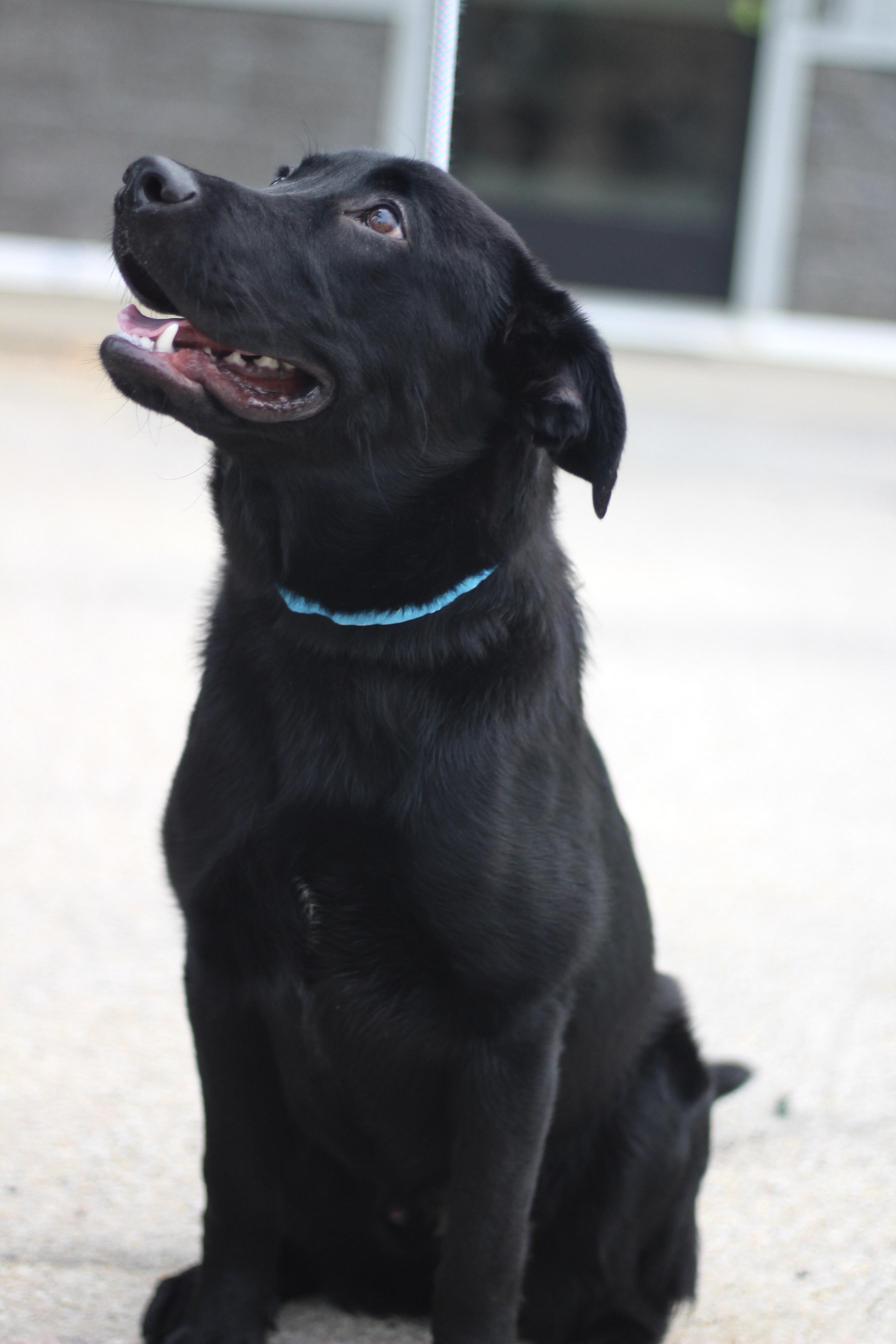 Enlarge Ralphie in NH! Come Meet our Adoptable Dogs Wednesday-Saturday. More info in Bio!, an adoptable mixed breed in Manchester, NH image 4/6