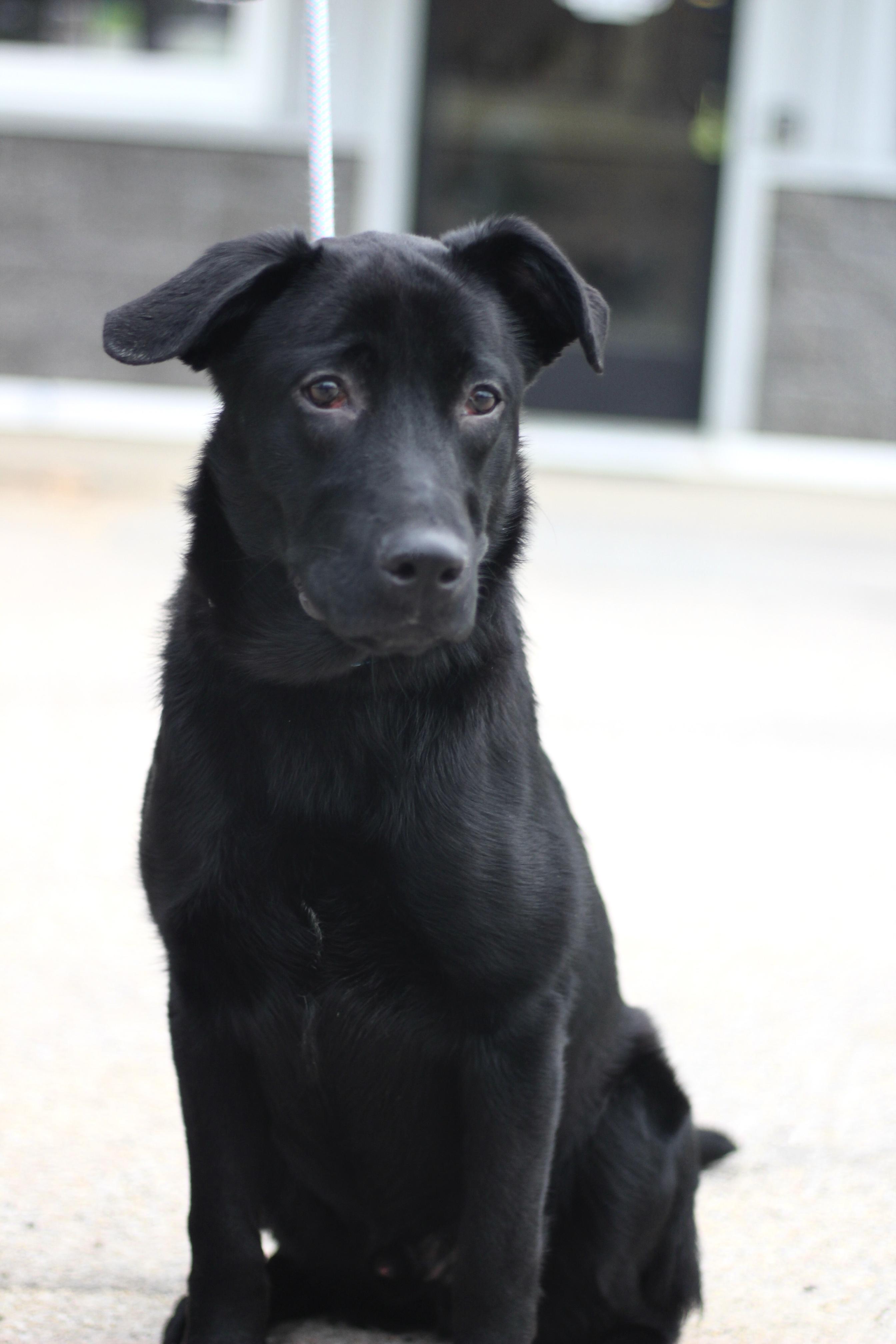 Enlarge Ralphie in NH! Come Meet our Adoptable Dogs Wednesday-Saturday. More info in Bio!, an adoptable mixed breed in Manchester, NH image 6/6