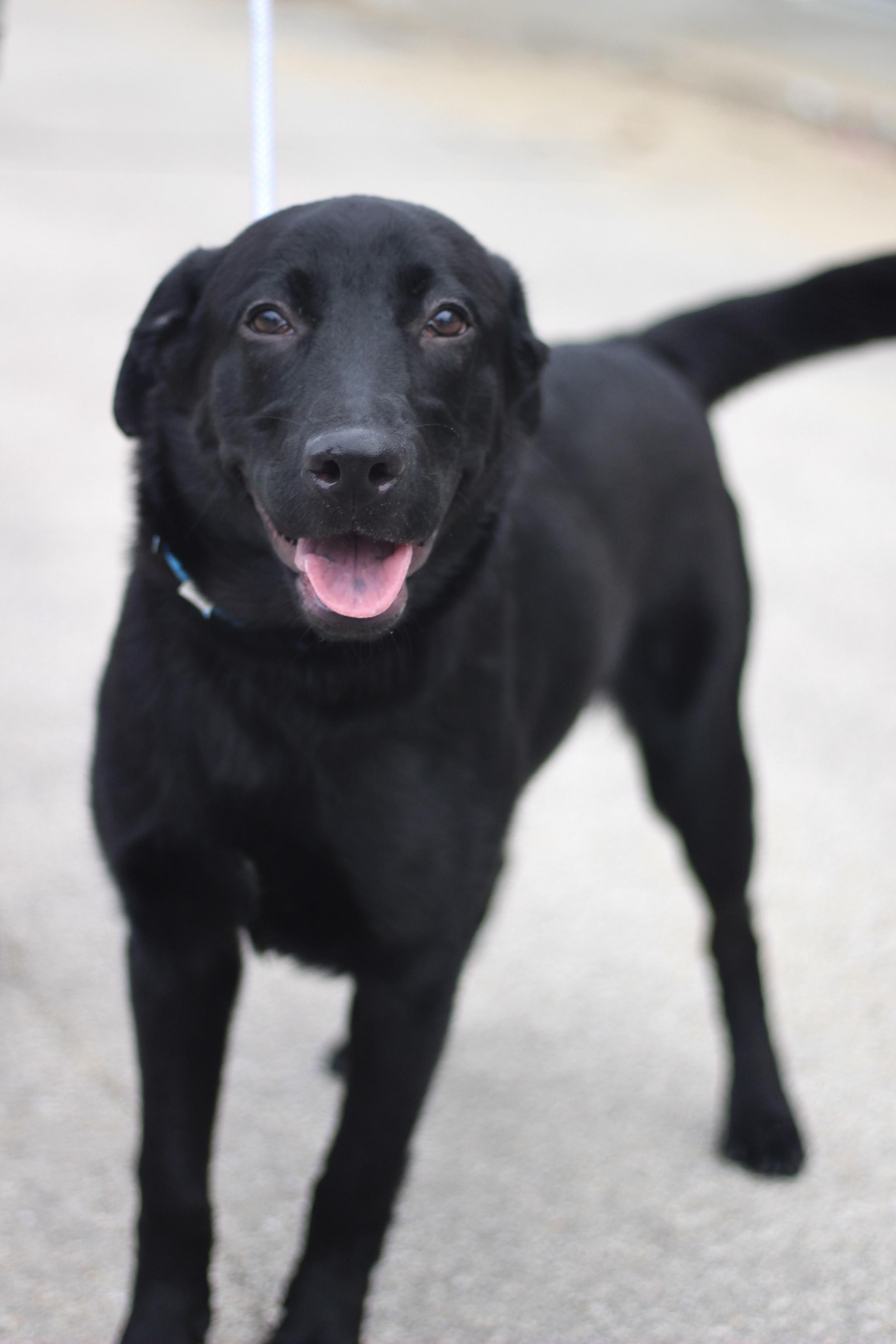 Enlarge Ralphie in NH! Come Meet our Adoptable Dogs Wednesday-Saturday. More info in Bio!, an adoptable mixed breed in Manchester, NH image 2/6