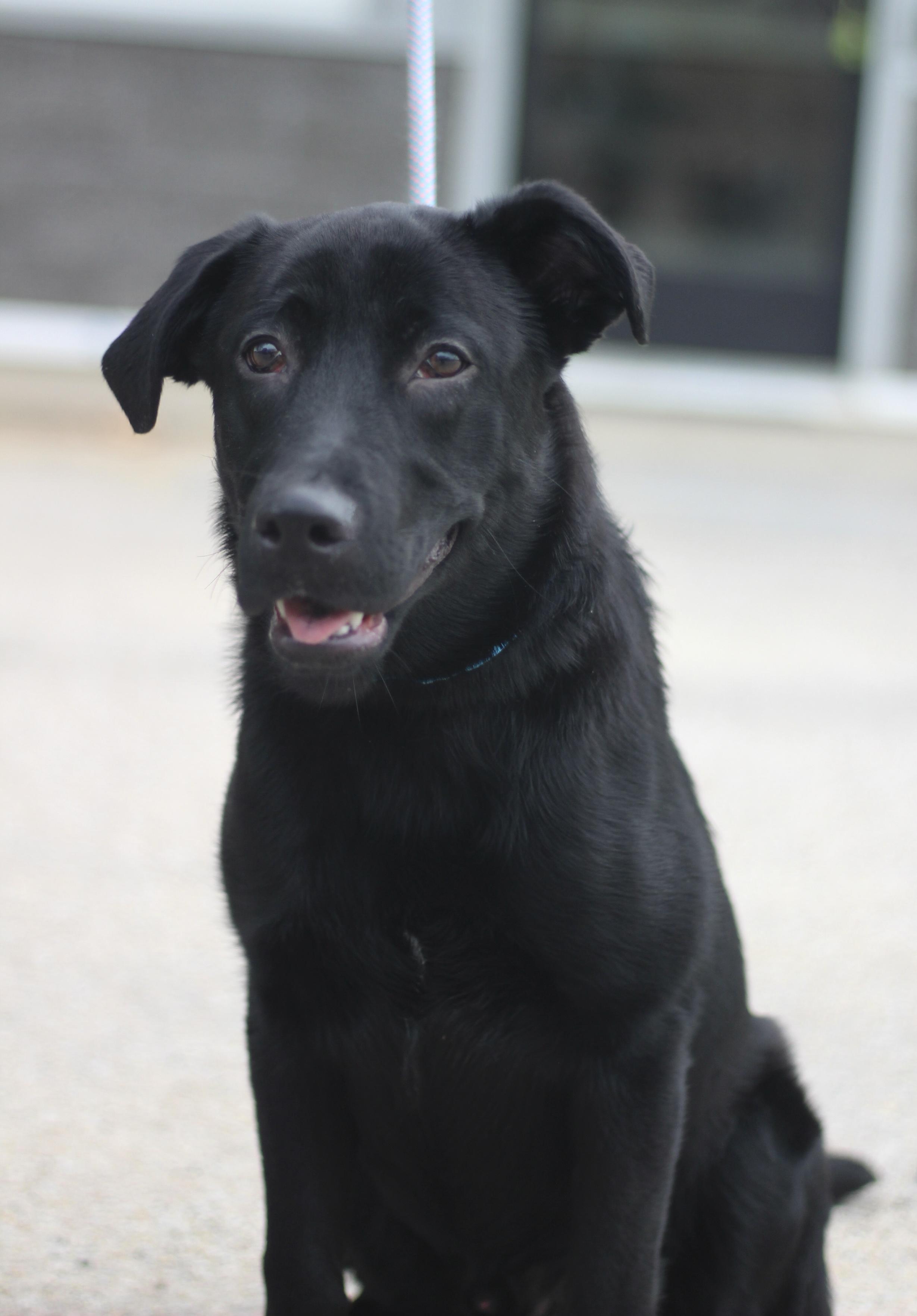 Enlarge Ralphie in NH! Come Meet our Adoptable Dogs Wednesday-Saturday. More info in Bio!, an adoptable mixed breed in Manchester, NH image 1/6