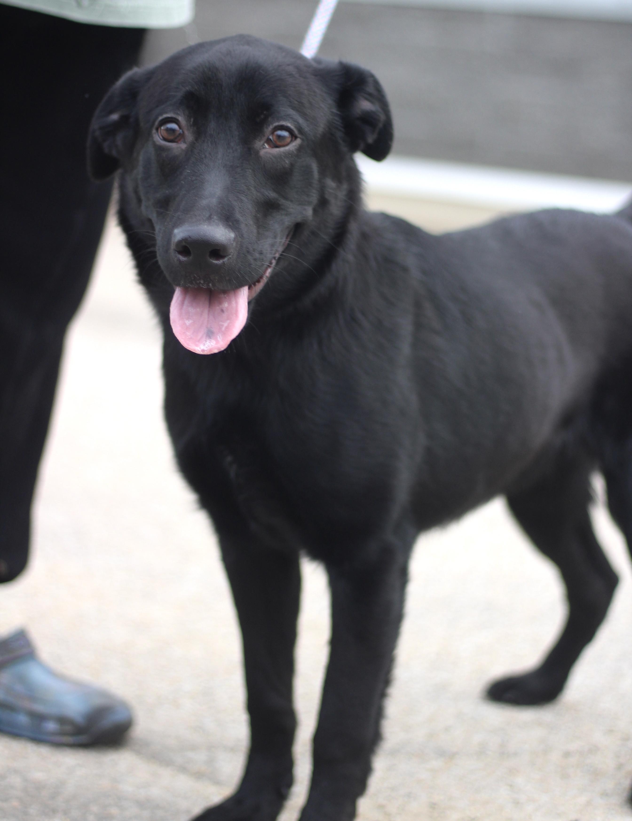 Enlarge Ralphie in NH! Come Meet our Adoptable Dogs Wednesday-Saturday. More info in Bio!, an adoptable mixed breed in Manchester, NH image 5/6