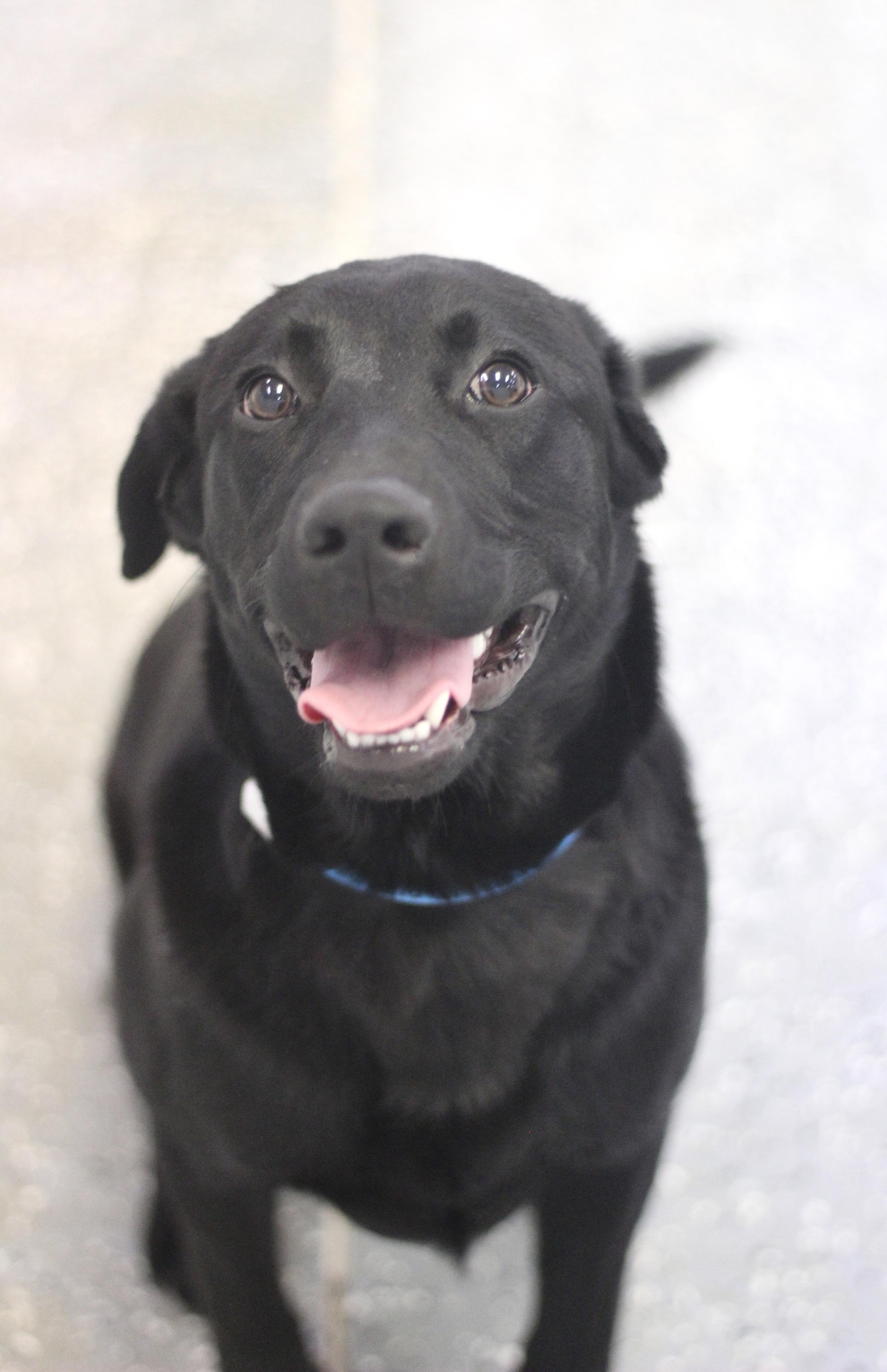 Enlarge Ralphie in NH! Come Meet our Adoptable Dogs Wednesday-Saturday. More info in Bio!, an adoptable mixed breed in Manchester, NH image 3/6
