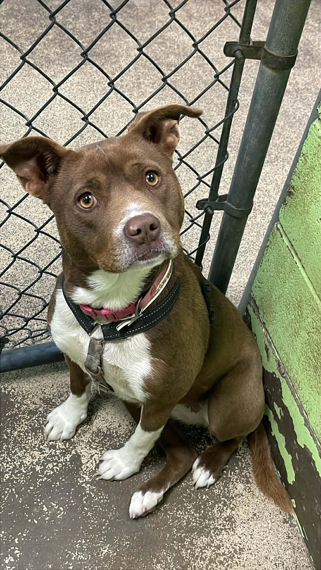 Enlarge Cocoa, an adopted Bulldog in Fort Payne, AL image 1/3