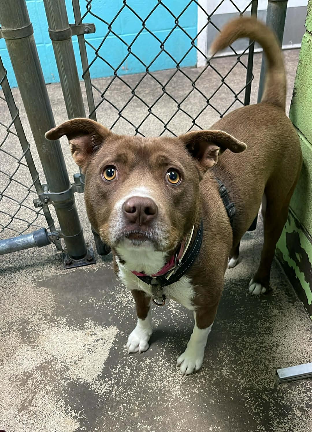 Enlarge Cocoa, an adopted Bulldog in Fort Payne, AL image 3/3