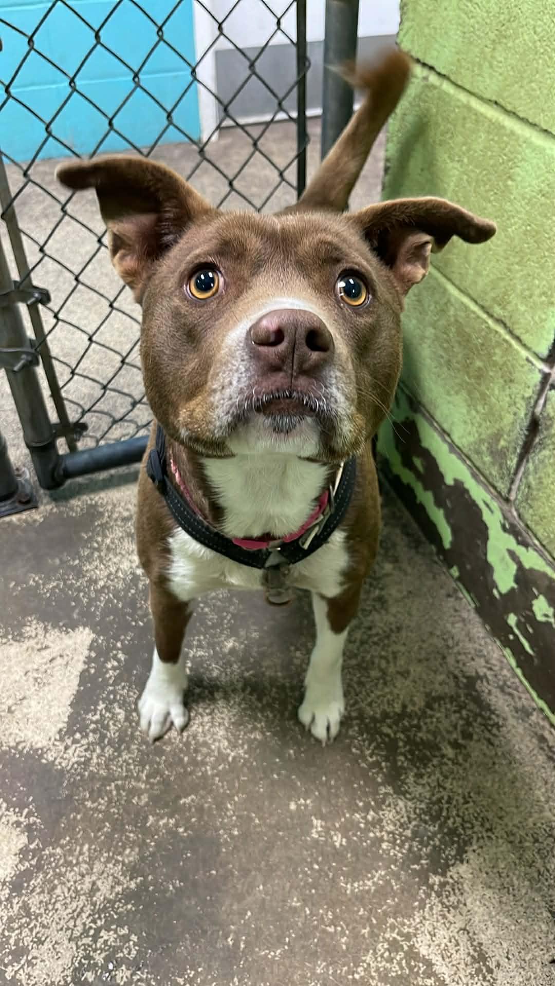 Enlarge Cocoa, an adopted Bulldog in Fort Payne, AL image 2/3