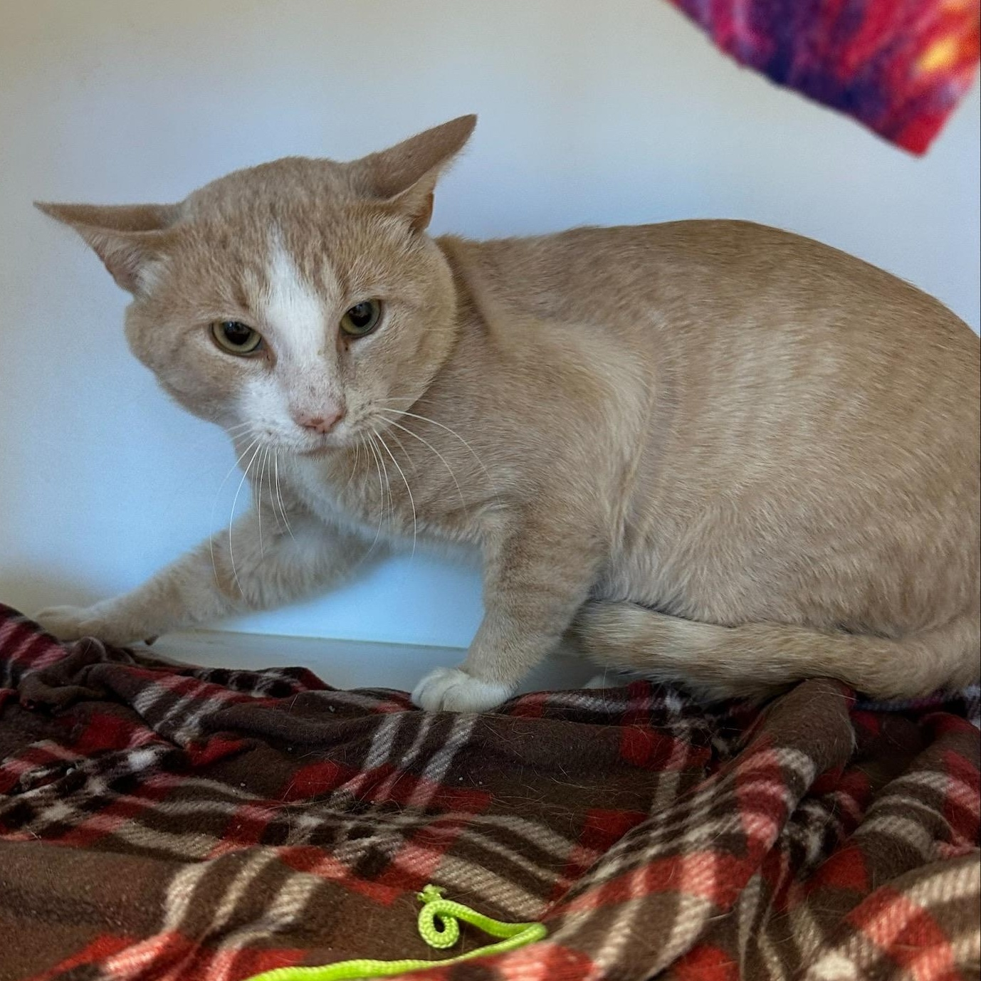 Voicemail (ID 52434), ADOPTABLE, Young Male Domestic Short Hair.