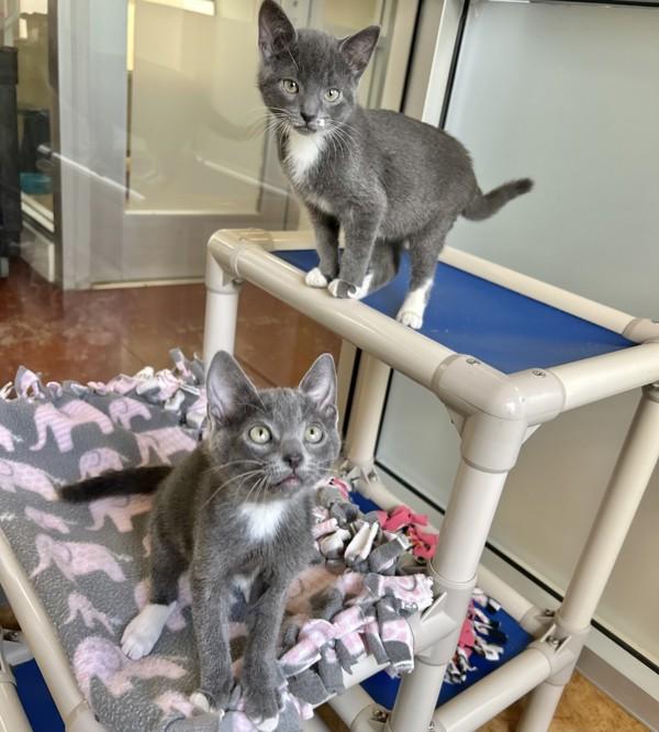 Mr Electric, Adoptable, Kitten Male Domestic Short Hair.