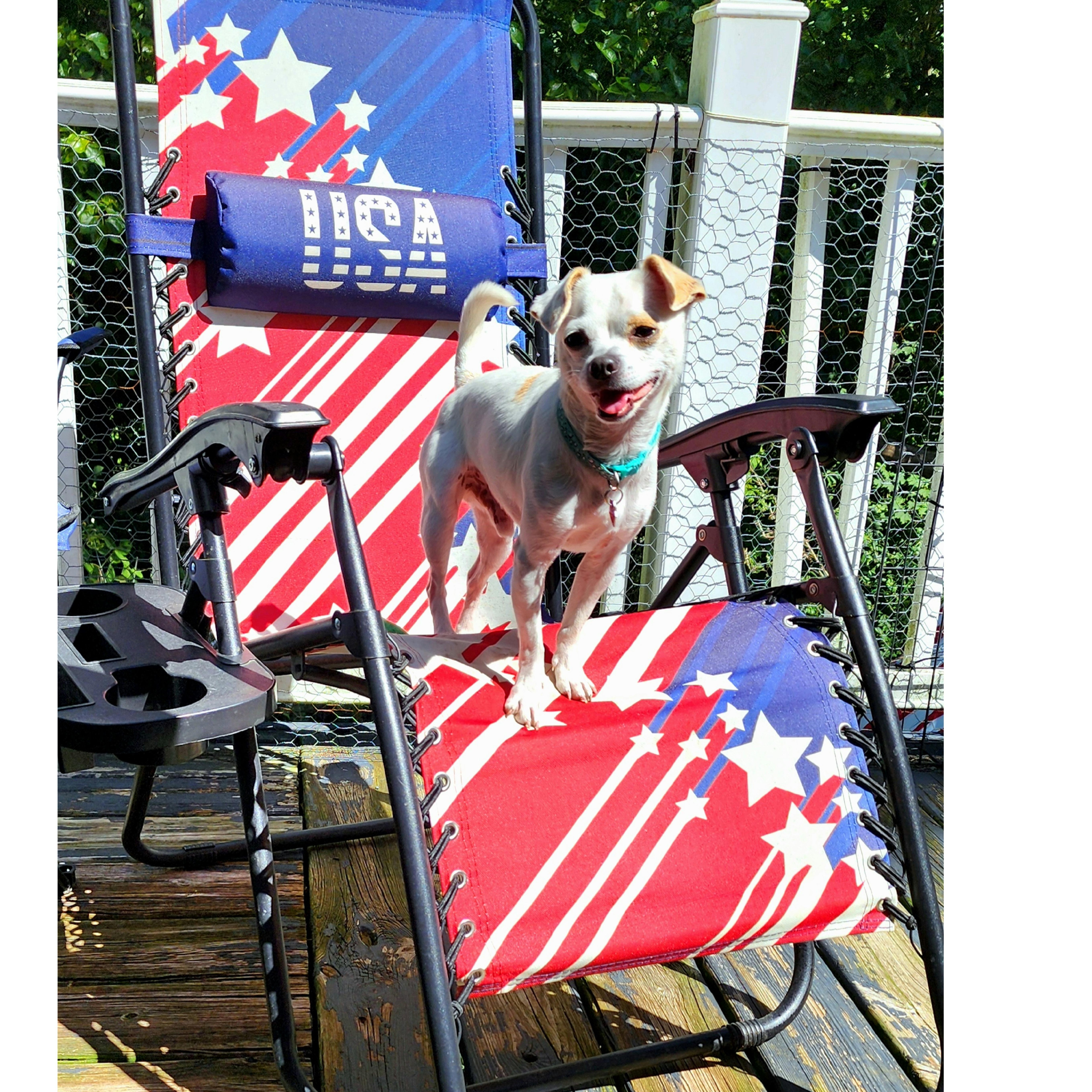 Chip, Adoptable, Young Male Chihuahua.