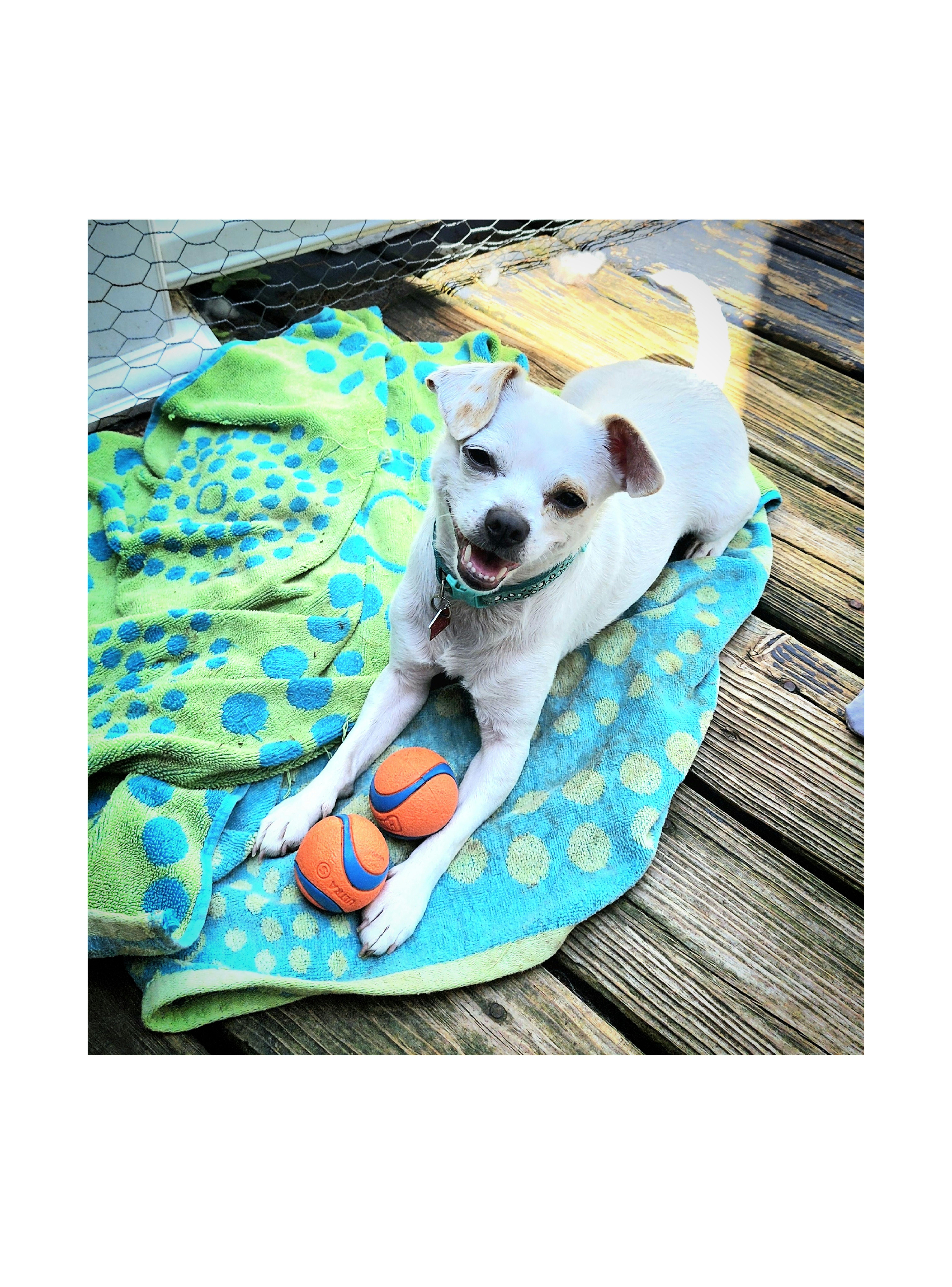 Chip, Adoptable, Young Male Chihuahua.