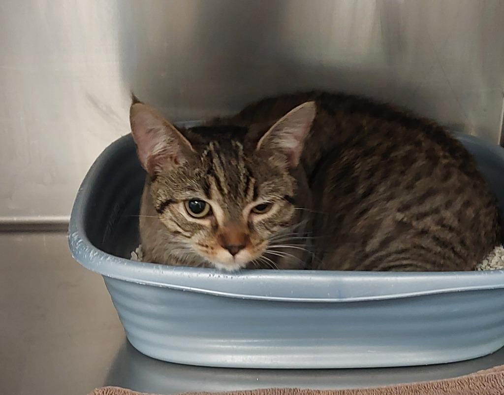 Chestnut, Adoptable, Young Female Domestic Short Hair.