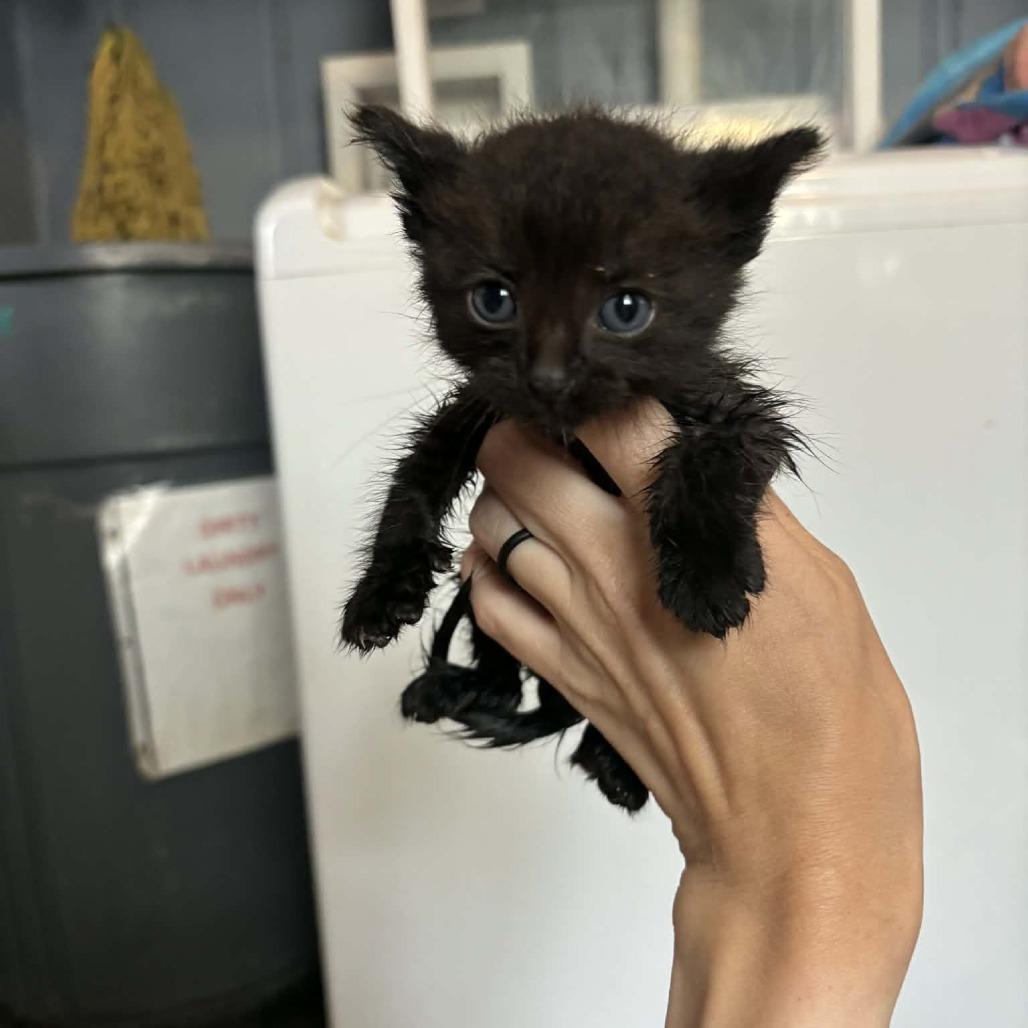 Spanky - 2261, Adoptable, Kitten Male Domestic Short Hair.