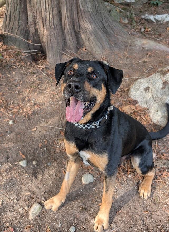 George, Adoptable, Adult Male Labrador Retriever & Rottweiler.