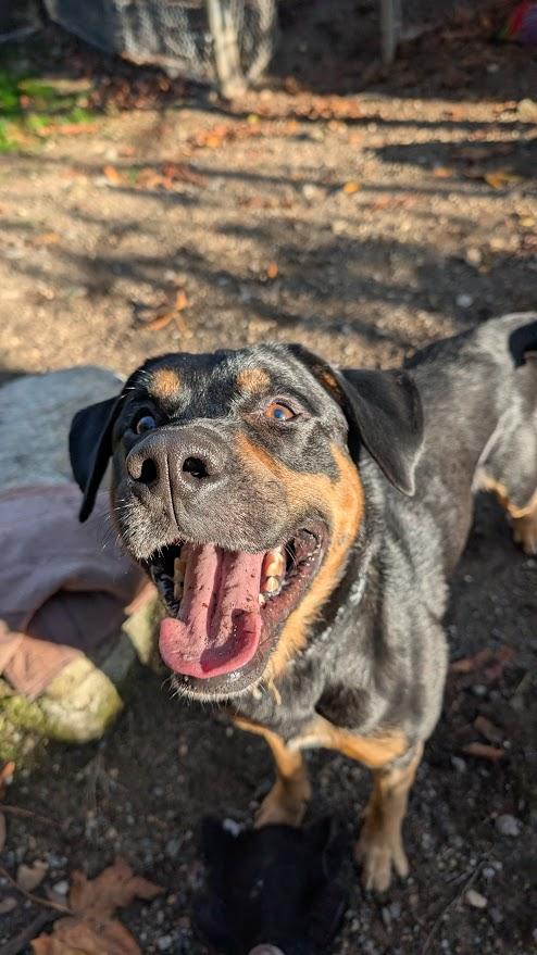 Enlarge George, a Adoptable mixed breed in Coquitlam, BC image 2/3