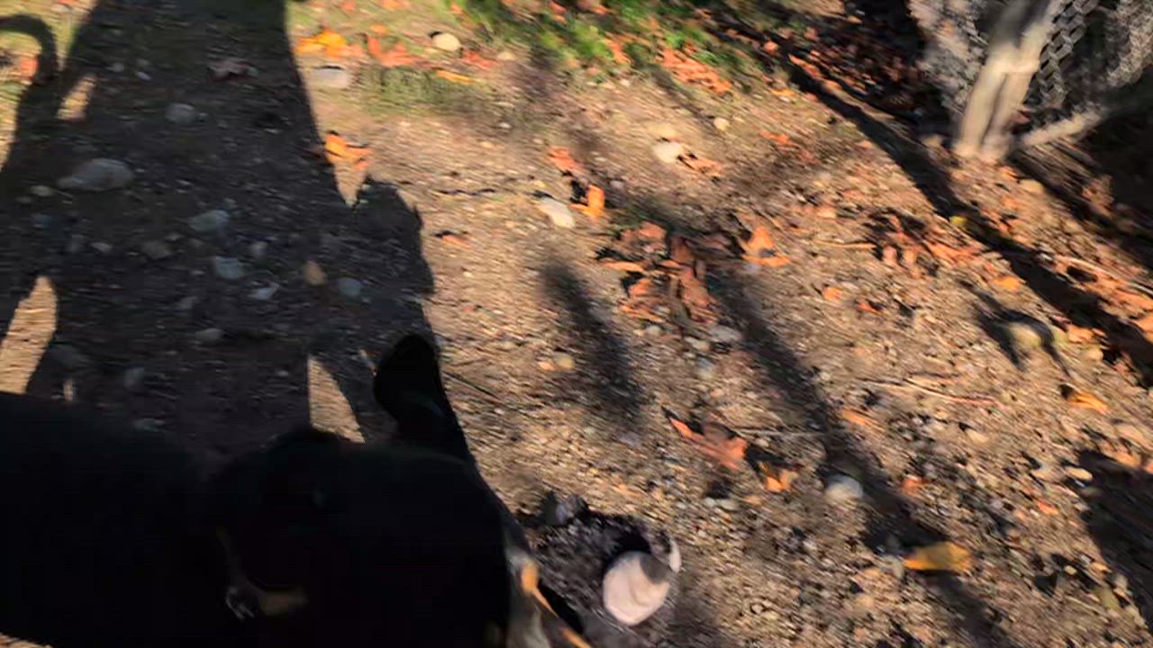 Enlarge George, a Adoptable mixed breed in Coquitlam, BC video 3/3