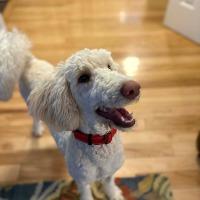 Enlarge Noodle, an adopted Standard Poodle in Albany, NY image 1/2