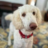 Enlarge Noodle, an adopted Standard Poodle in Albany, NY image 2/2
