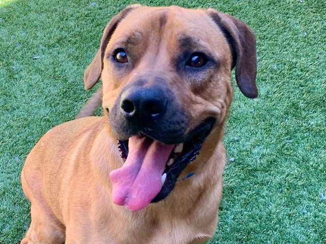 PACO, Adoptable, Young Male Mastiff.