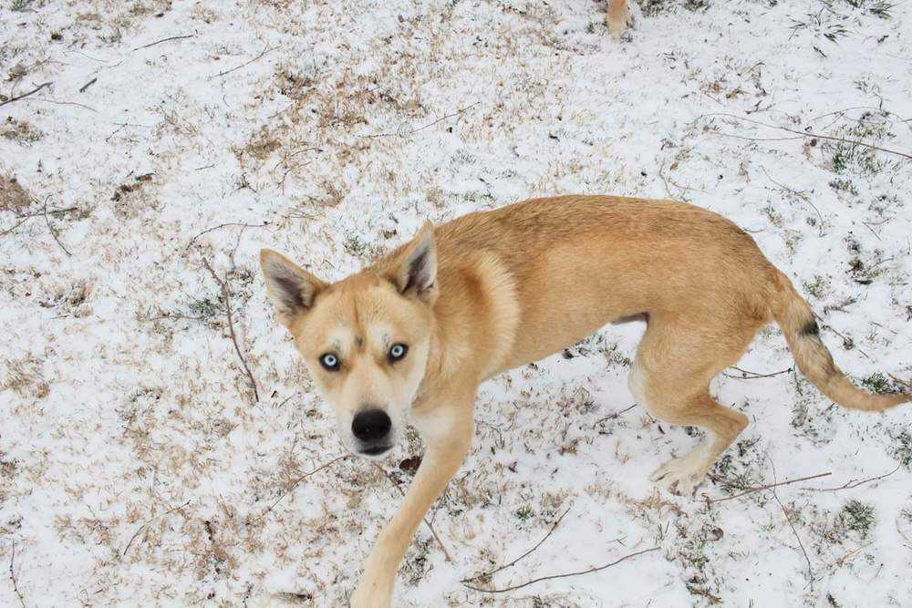 Ranger, Adopted, Adult Male German Shepherd Dog & Husky.