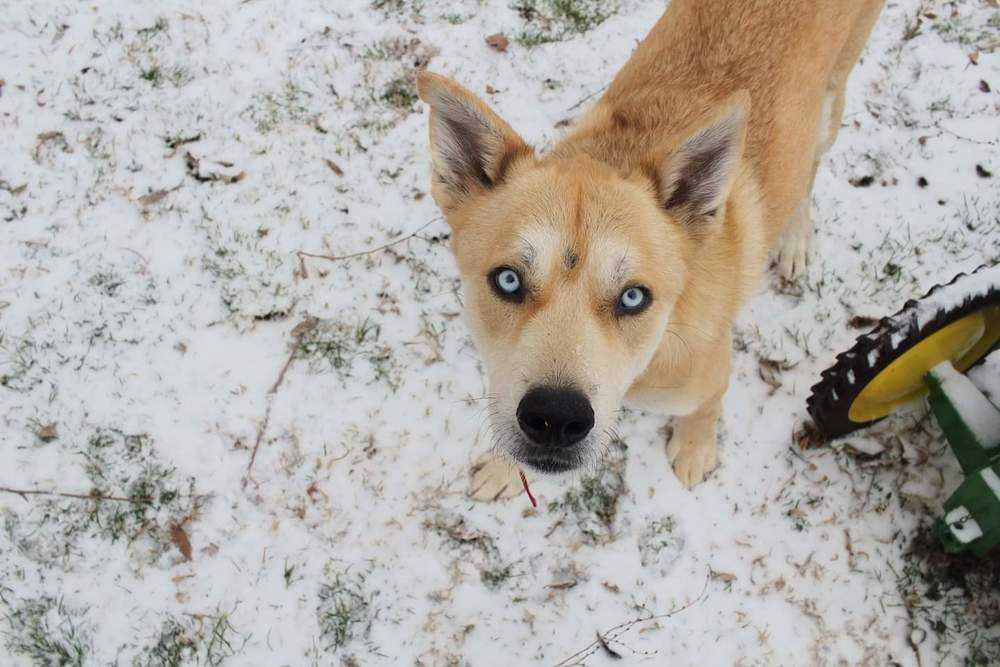 Ranger, Adopted, Adult Male German Shepherd Dog & Husky.