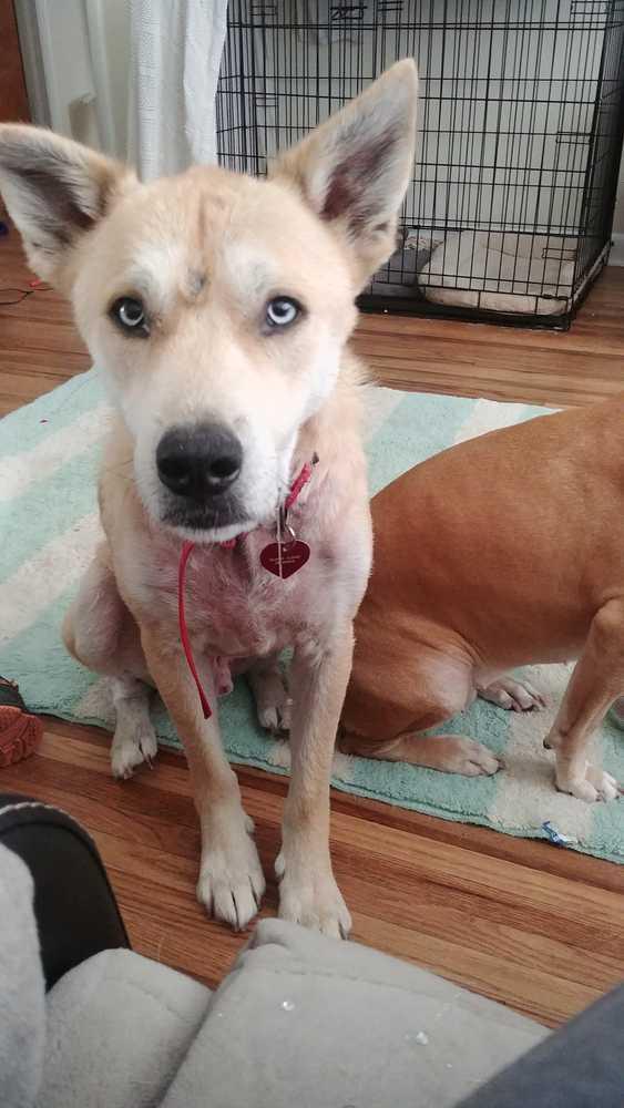 Enlarge Ranger, a Adopted mixed breed in Tulsa, OK image 3/5