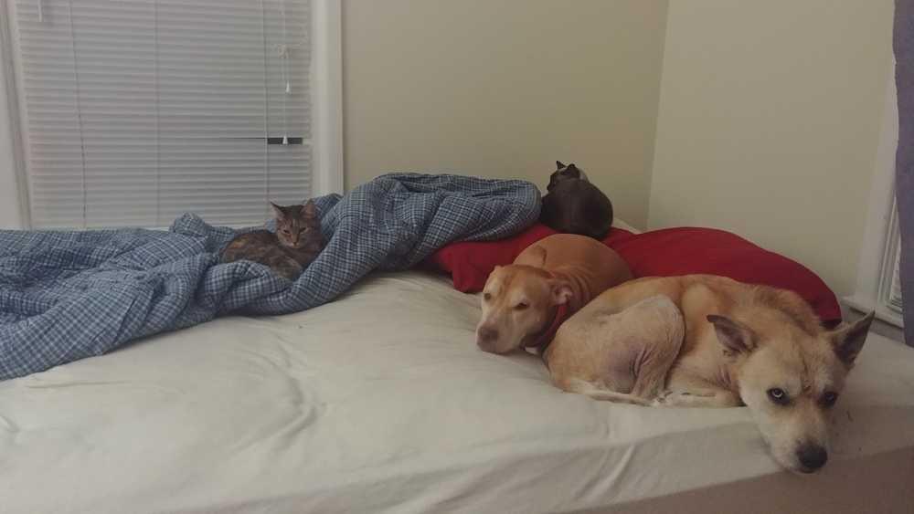 Enlarge Ranger, a Adopted mixed breed in Tulsa, OK image 4/5