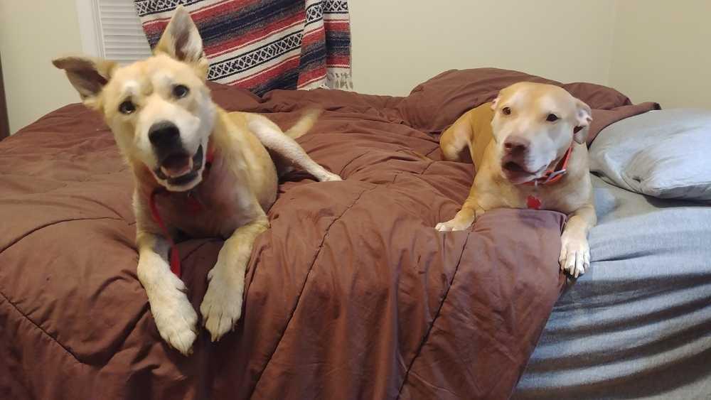 Enlarge Ranger, a Adopted mixed breed in Tulsa, OK image 5/5