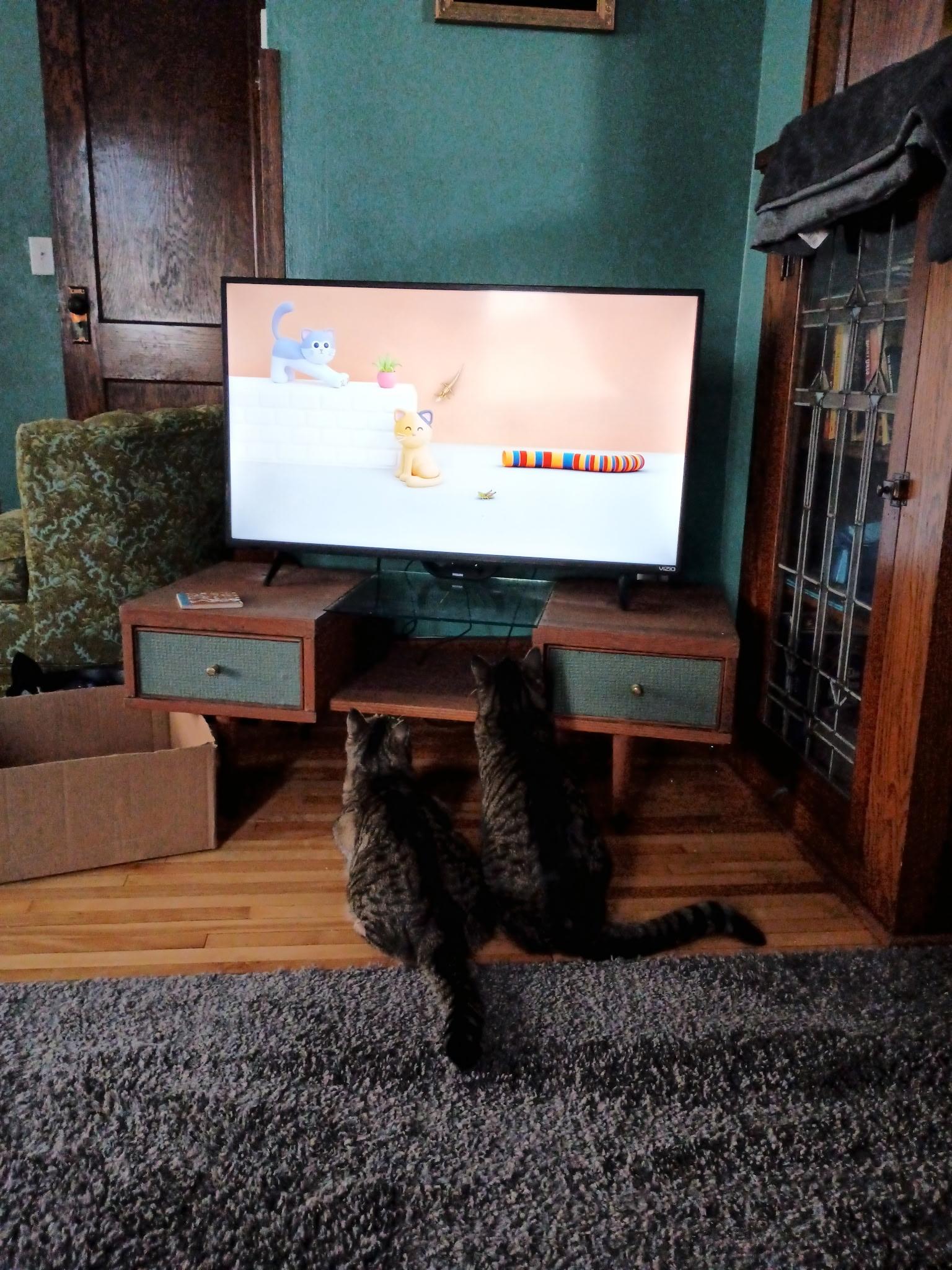 Enlarge Jasper (& Jax), a Adoptable Tabby in Minneapolis, MN image 6/6