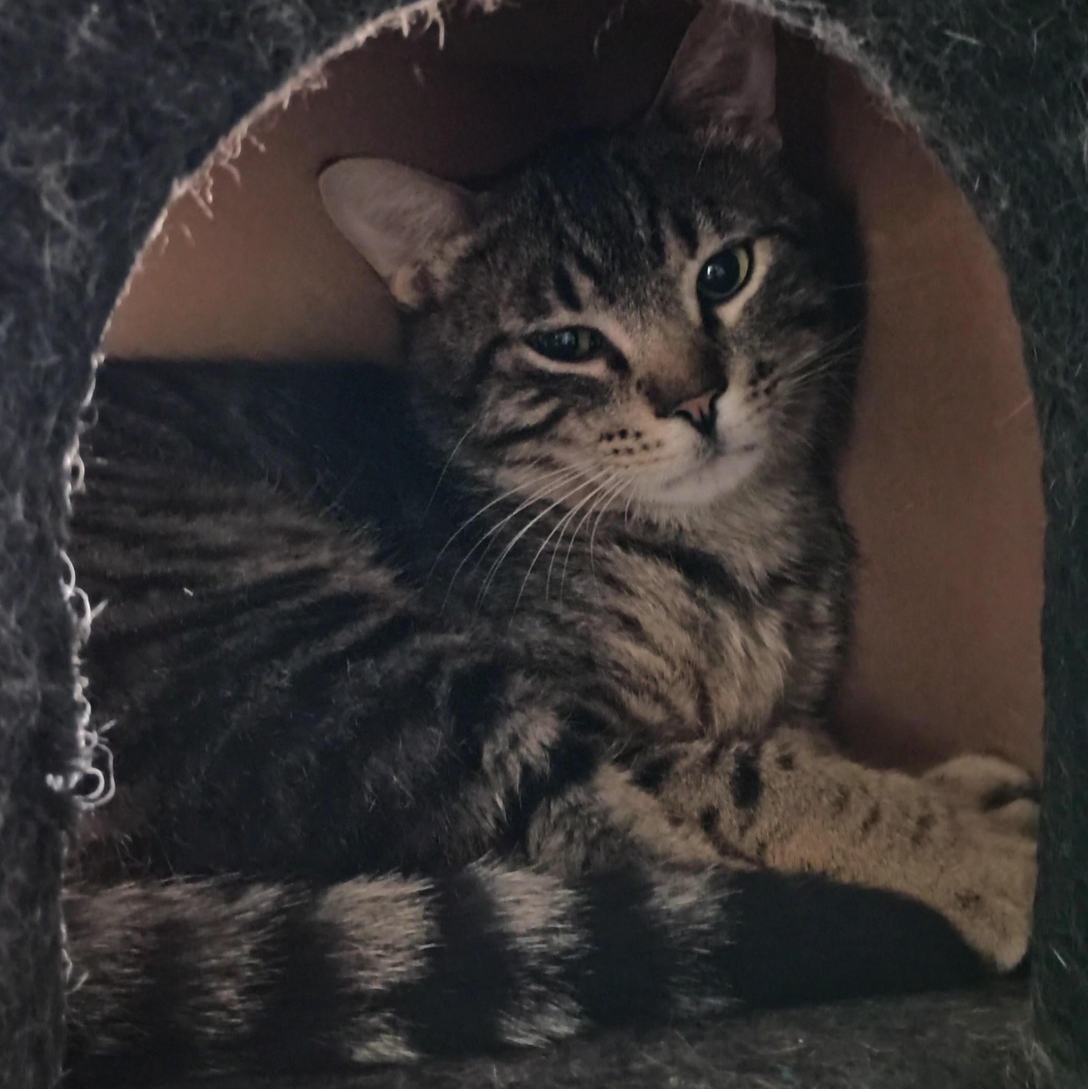 Jasper, Young Male Tabby