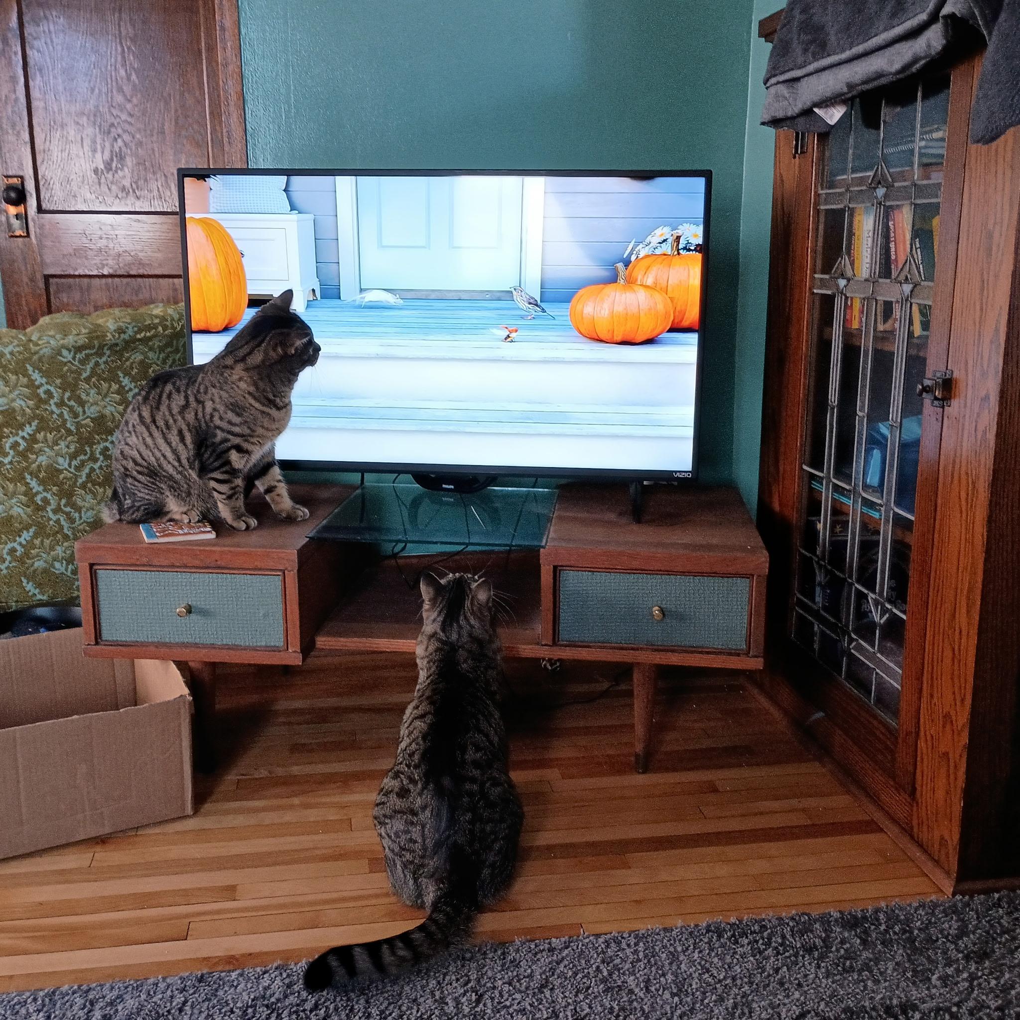 Enlarge Jasper (& Jax), a Adoptable Tabby in Minneapolis, MN image 5/6