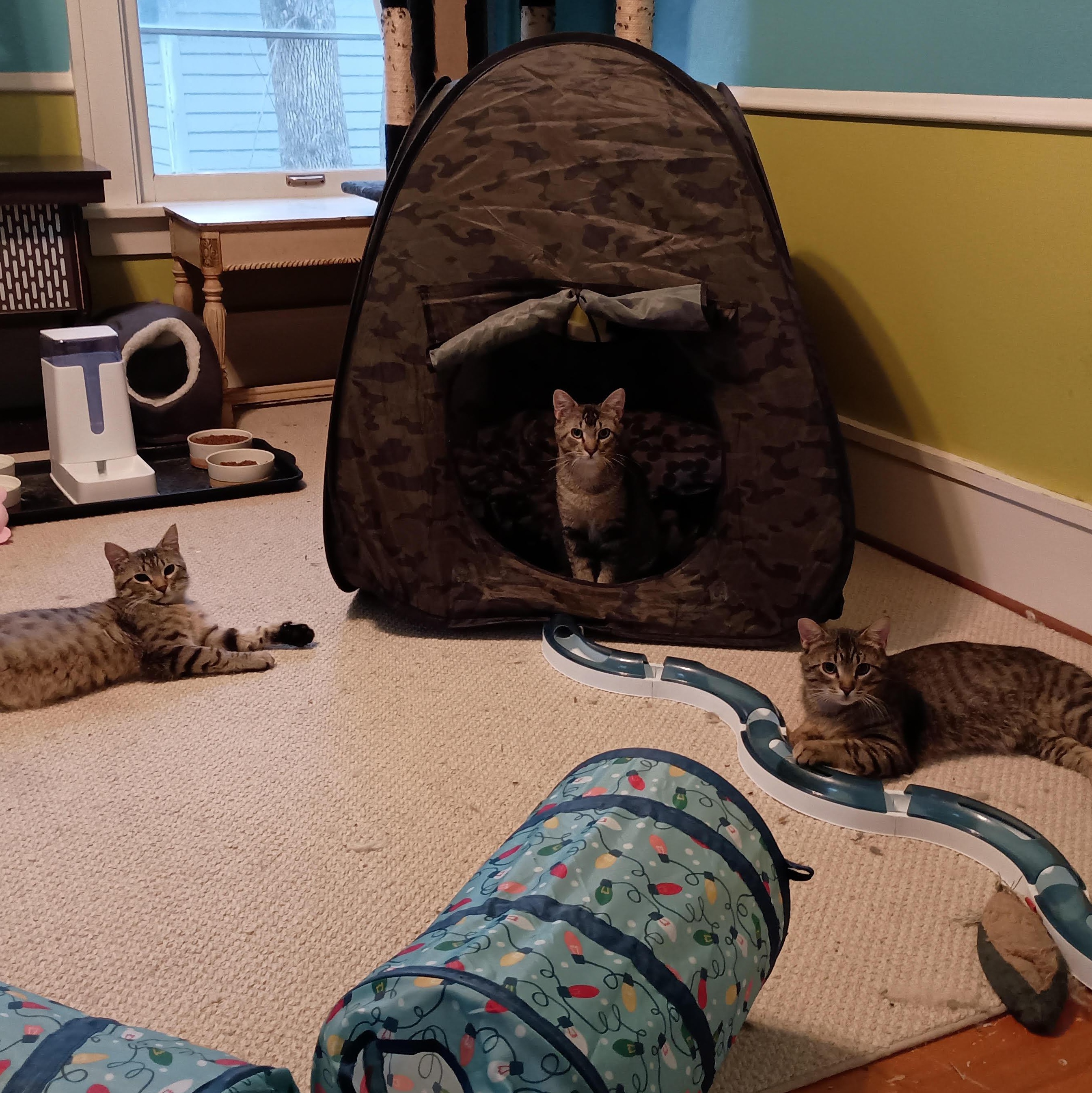 Enlarge Jasper (& Jax), a Adoptable Tabby in Minneapolis, MN image 4/5