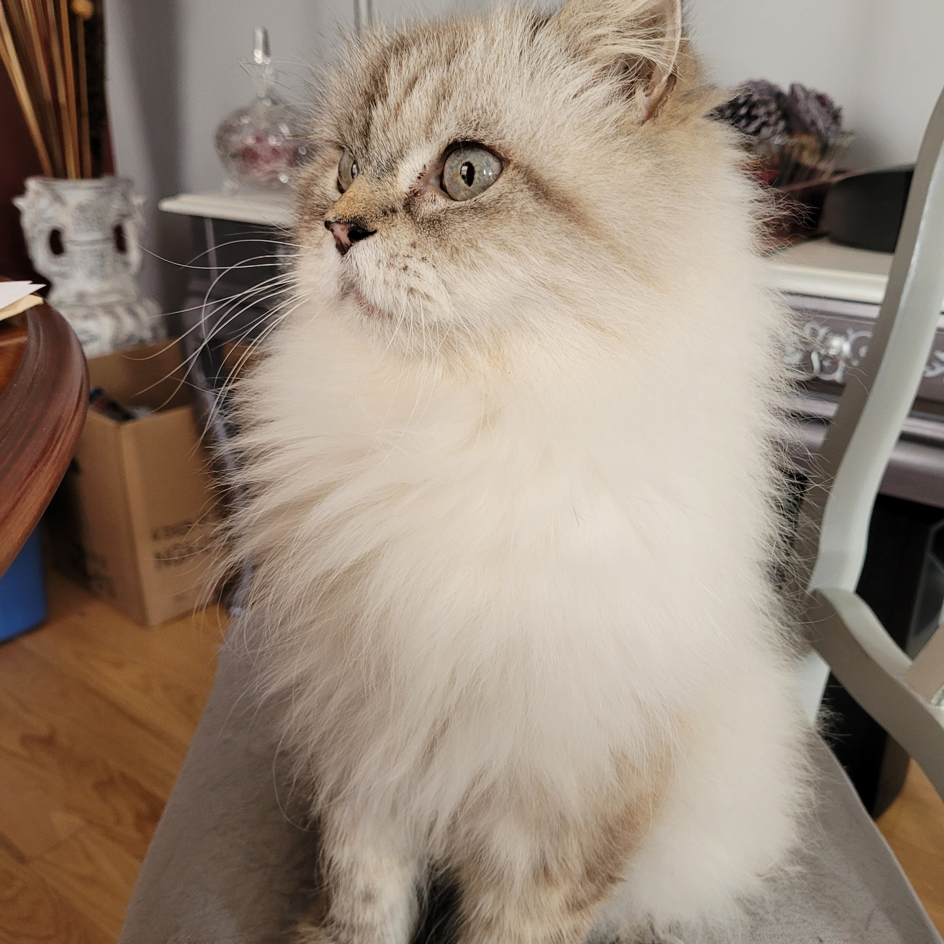 Enlarge David (m) 7yrs Himalayan/ blue point/seal point , a Adoptable Himalayan in Ottawa, ON image 4/6