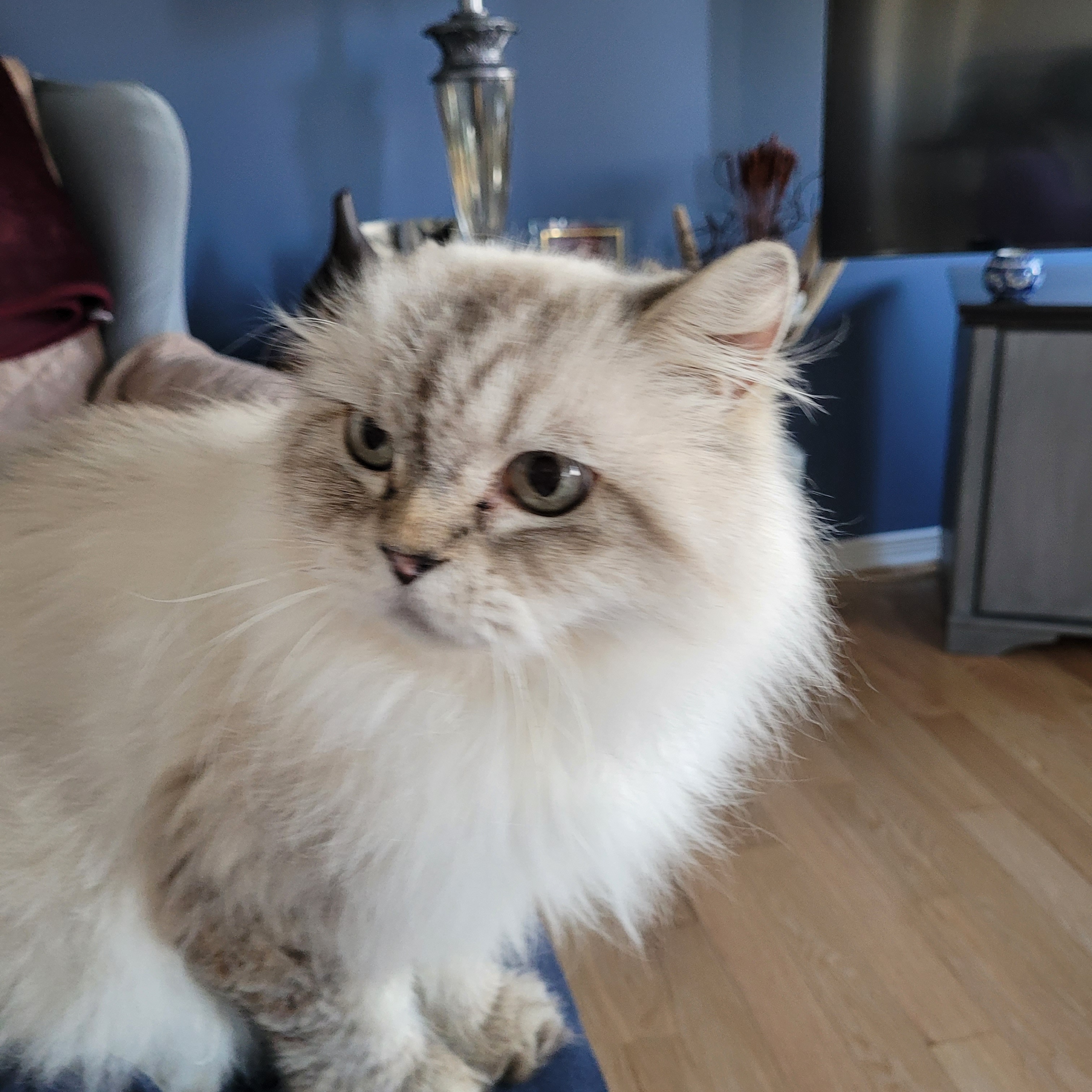 Enlarge David (m) 7yrs Himalayan/ blue point/seal point , a Adoptable Himalayan in Ottawa, ON image 2/6