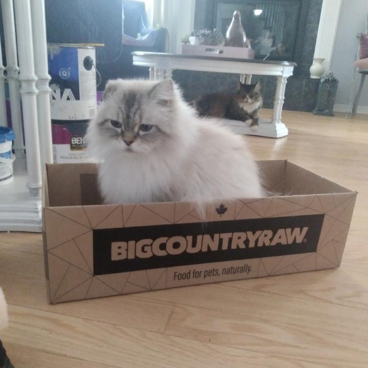 Enlarge David (m) 7yrs Himalayan/ blue point/seal point , a Adoptable Himalayan in Ottawa, ON image 5/6