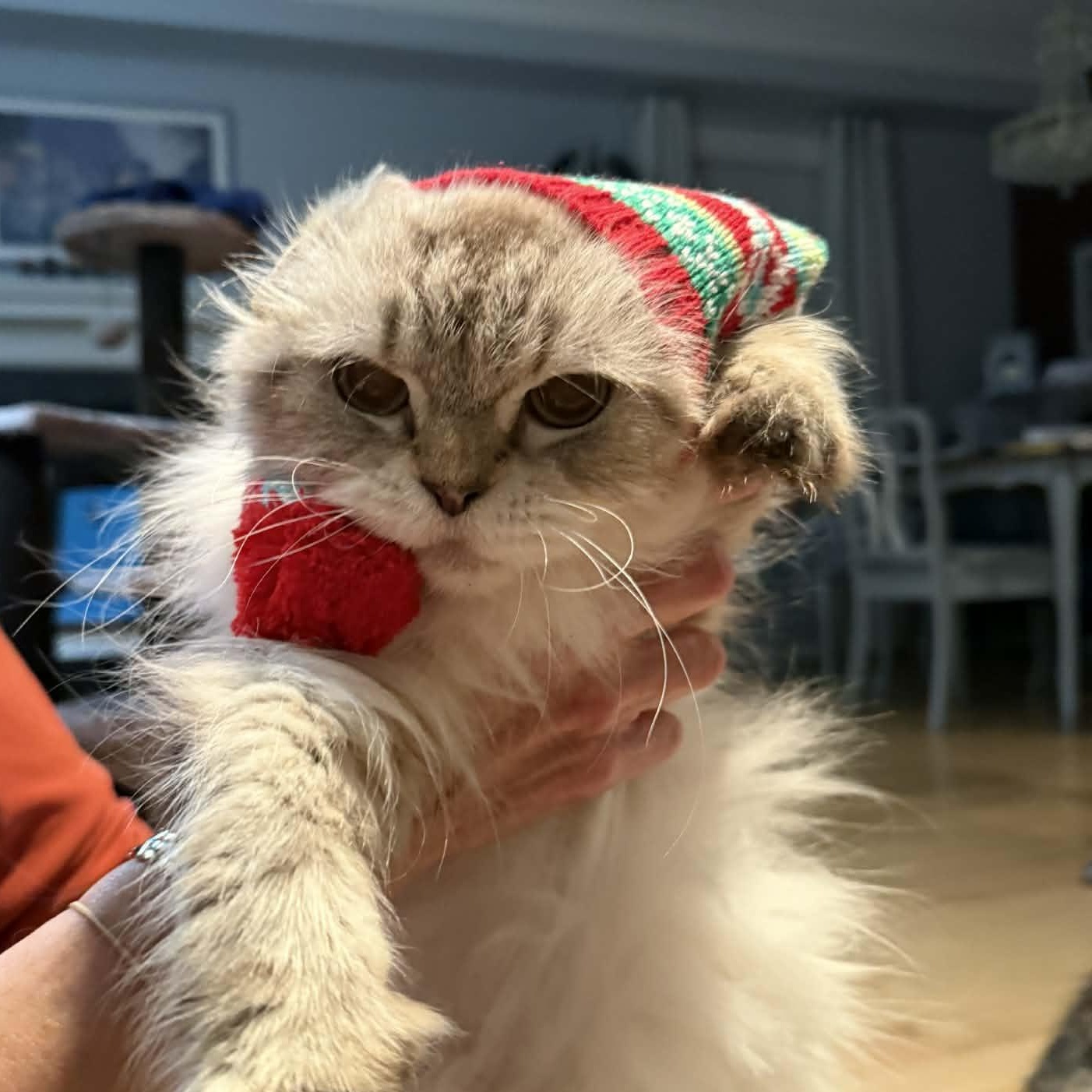 Enlarge David (m) 7yrs Himalayan/ blue point/seal point , a Adoptable Himalayan in Ottawa, ON image 6/6