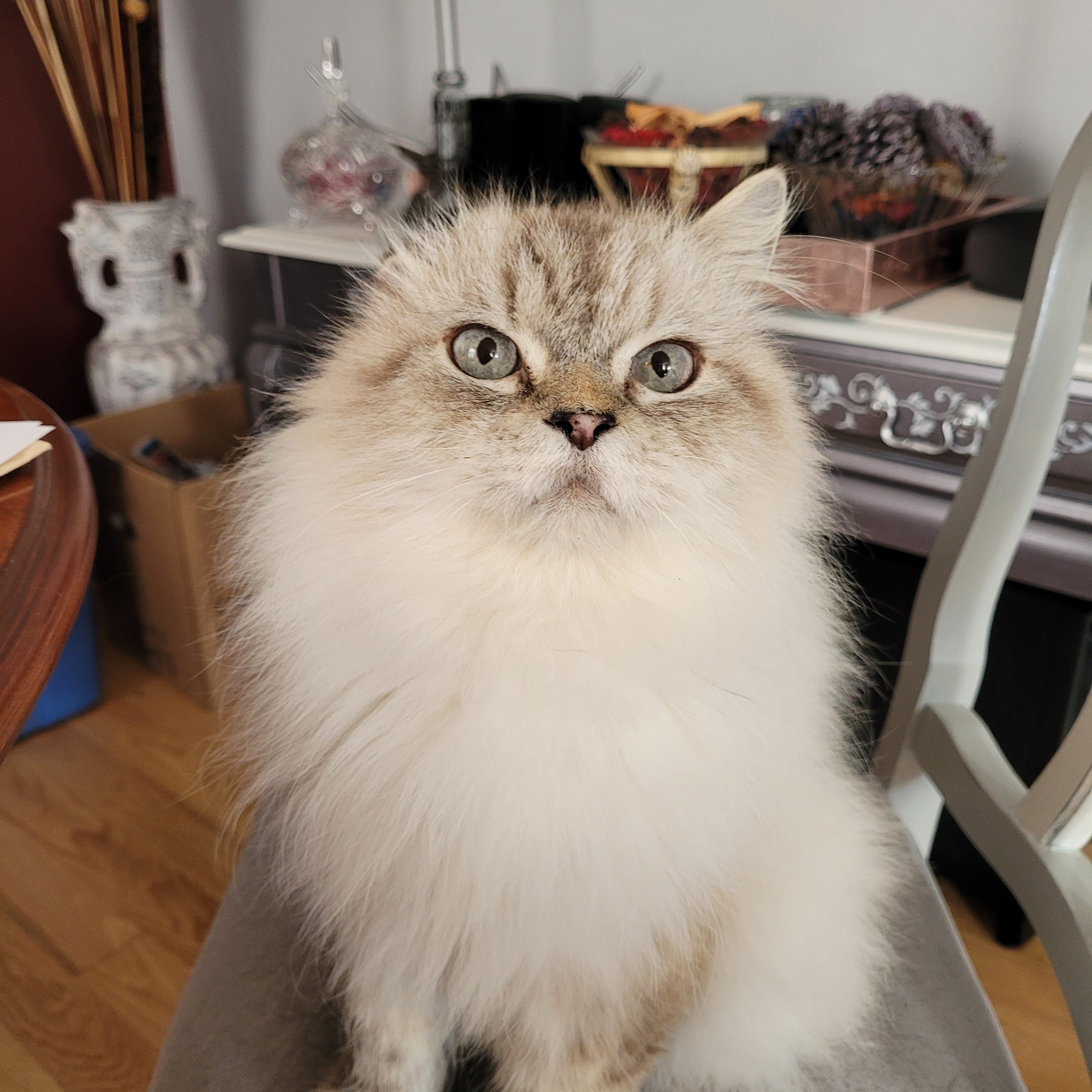 David (m) 7yrs Himalayan/ blue point/seal point , Adoptable, Adult Male Himalayan.
