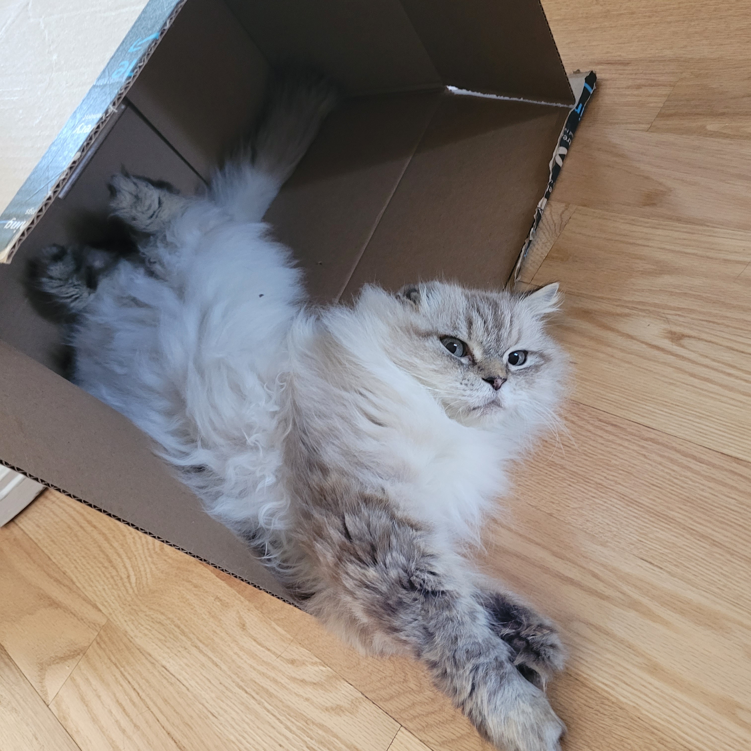 David (m) 7yrs Himalayan/ blue point/seal point , Adoptable, Adult Male Himalayan.