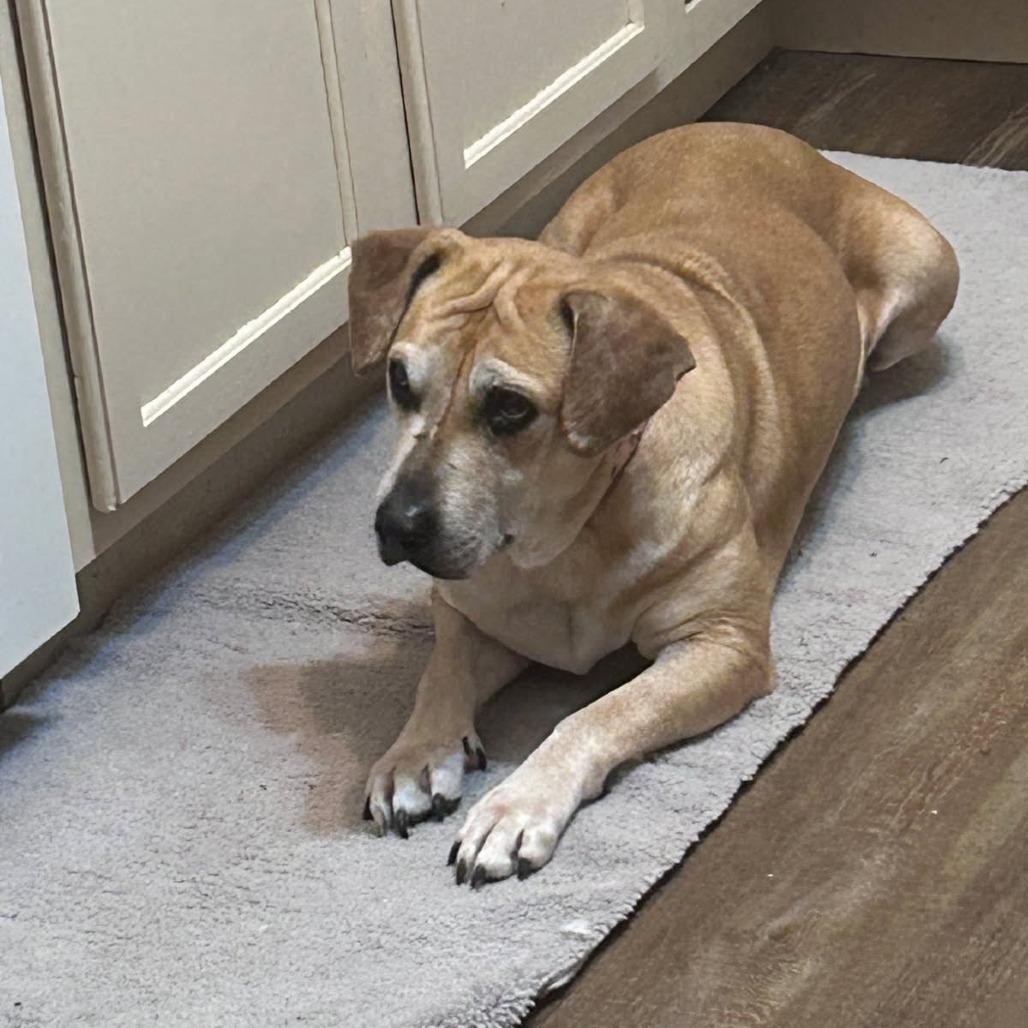 Enlarge Tammy, a Adoptable mixed breed in Beaumont, TX image 1/6