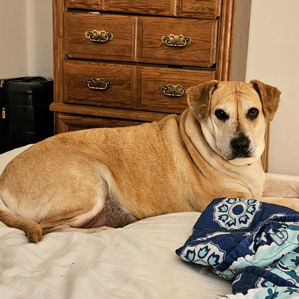 Enlarge Tammy, a Adoptable mixed breed in Beaumont, TX image 2/6