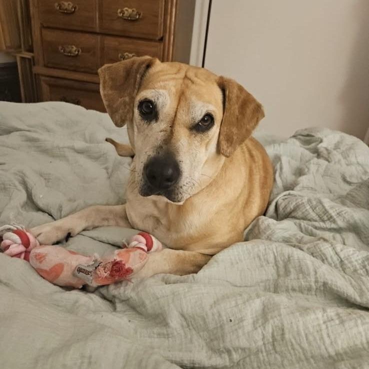 Enlarge Tammy, a Adoptable mixed breed in Beaumont, TX image 5/6