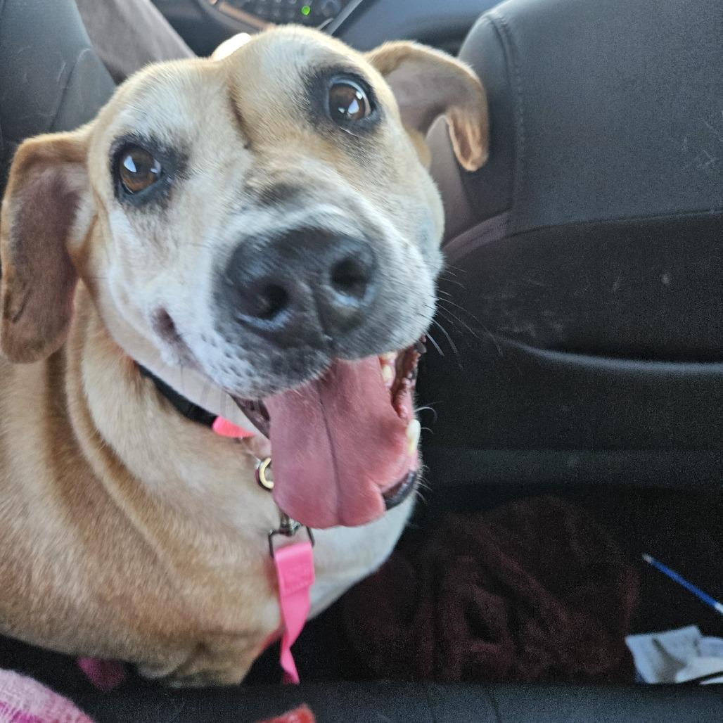 Enlarge Tammy, a Adoptable mixed breed in Beaumont, TX image 6/6