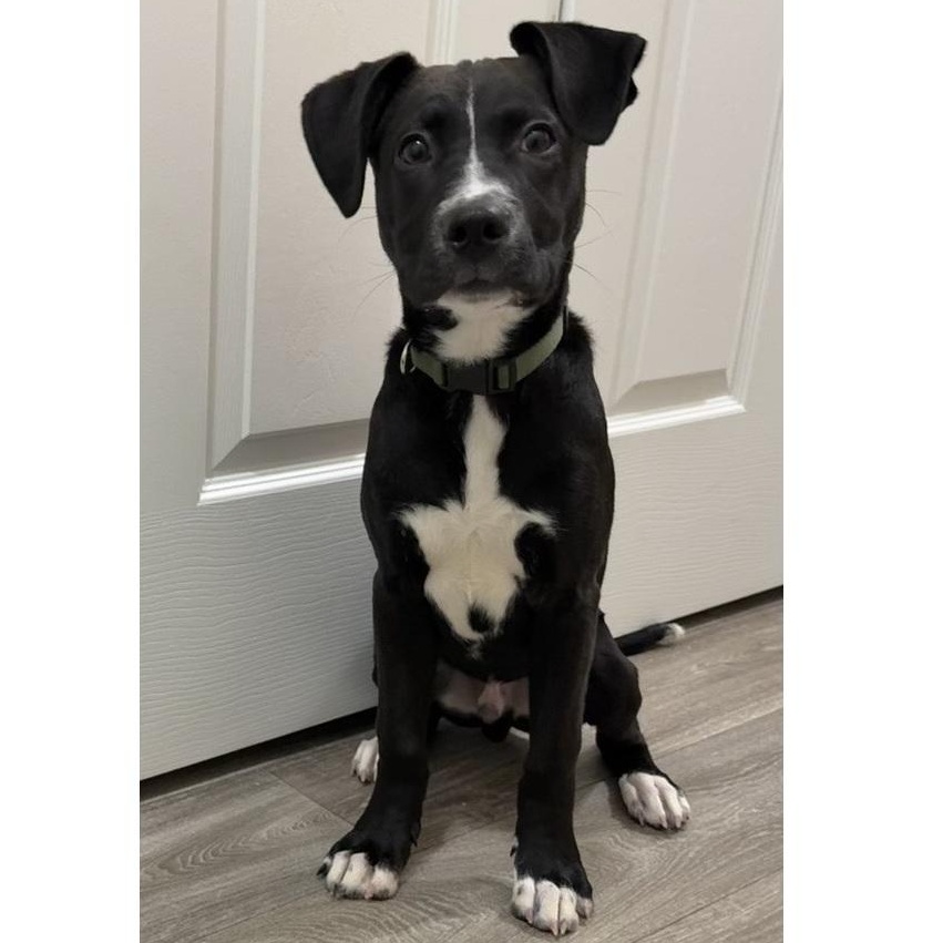 Enlarge Indiana (courtesy post), a ADOPTABLE mixed breed in Clarksville, VA image 1/4