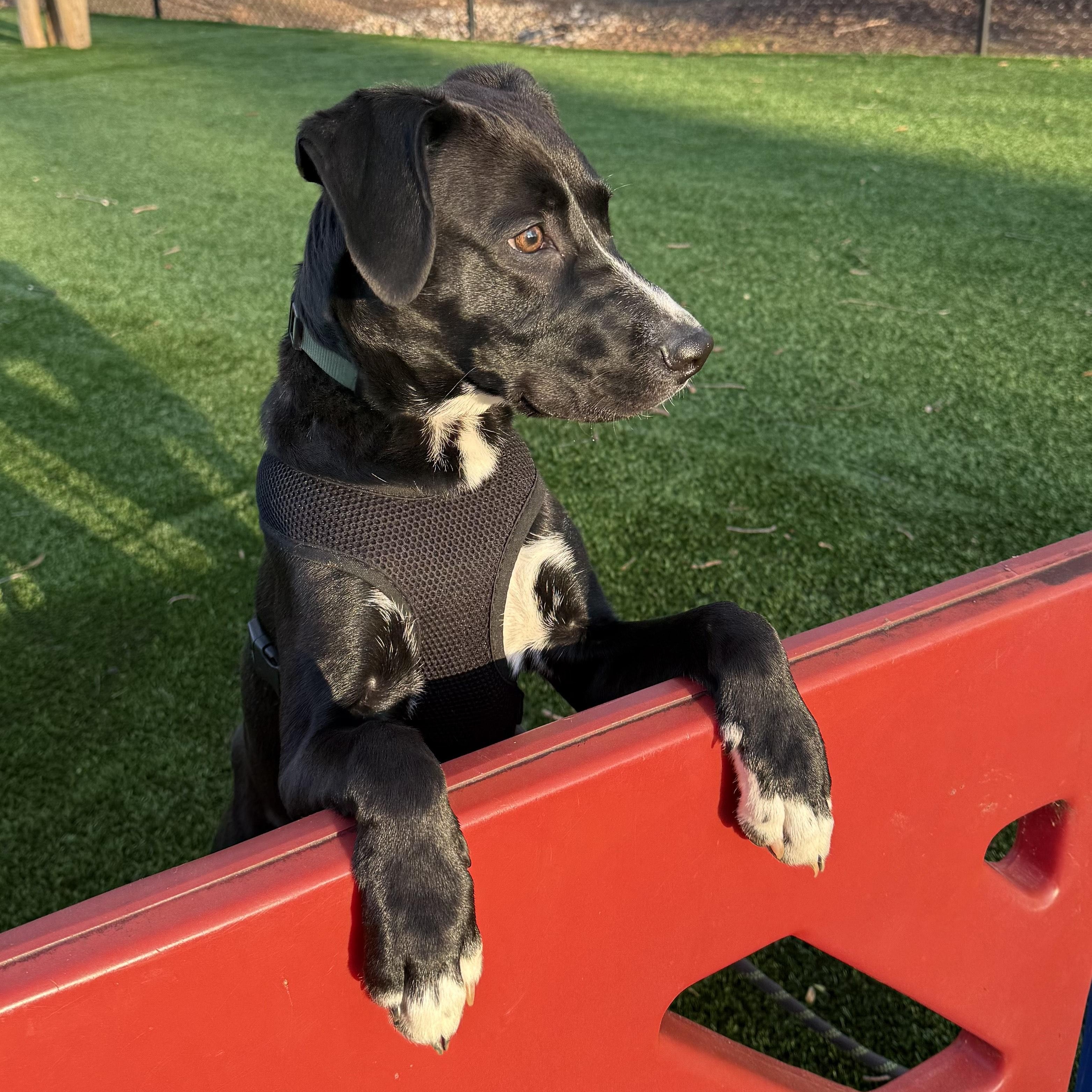 Enlarge Indiana (courtesy post), a ADOPTABLE mixed breed in Clarksville, VA image 4/4